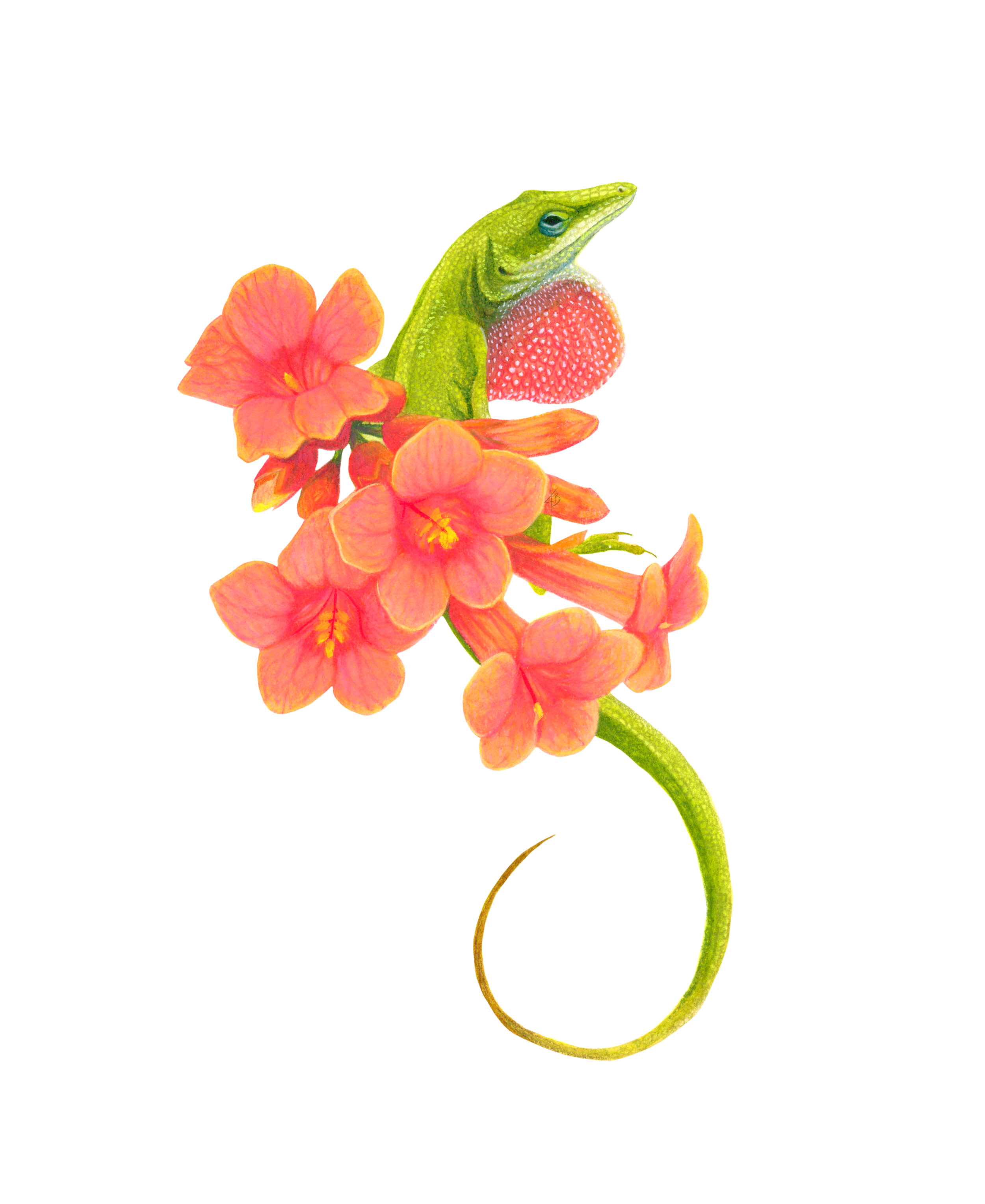 A green anole with creeping trumpet.