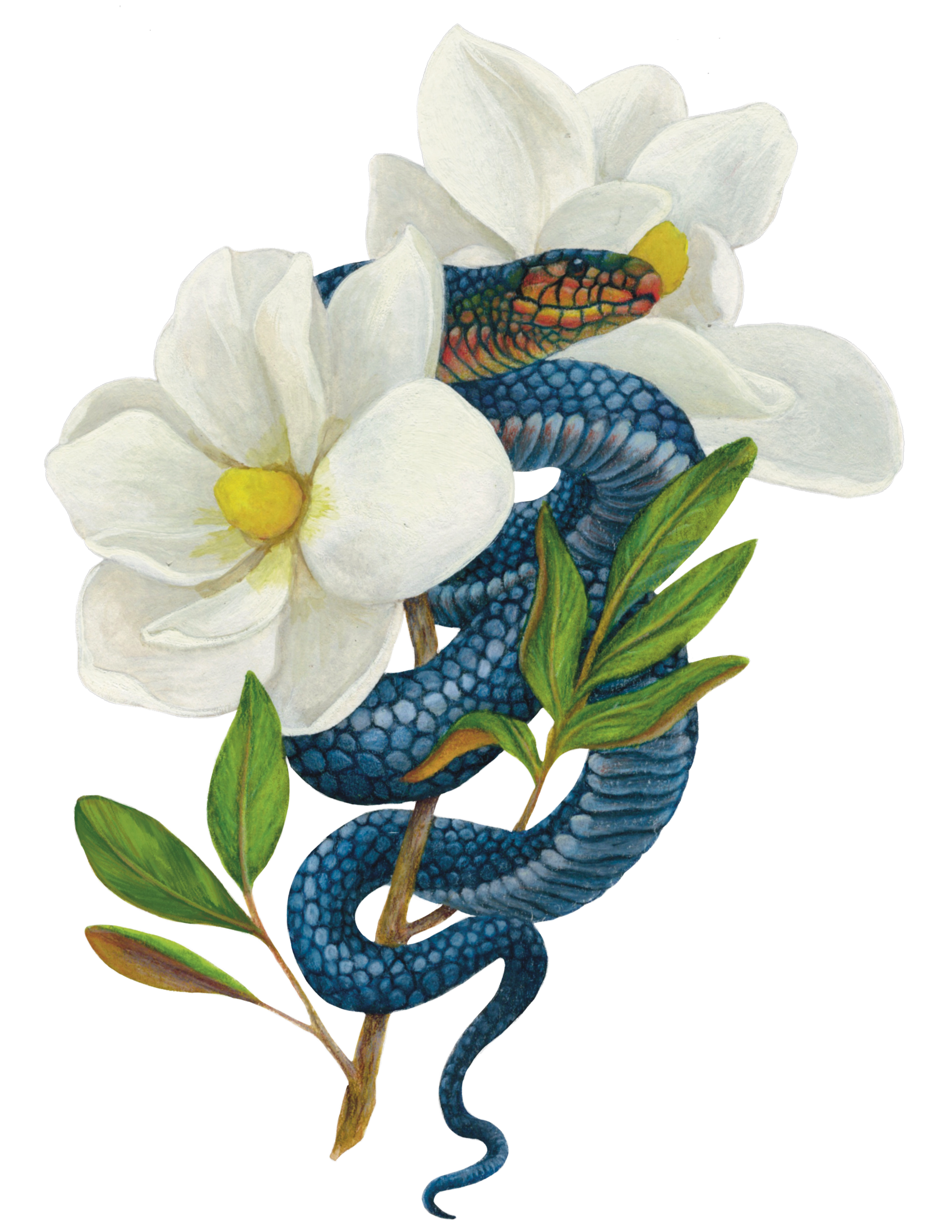 Indigo Snake and Magnolia Flowers Watercolor Mixed Media