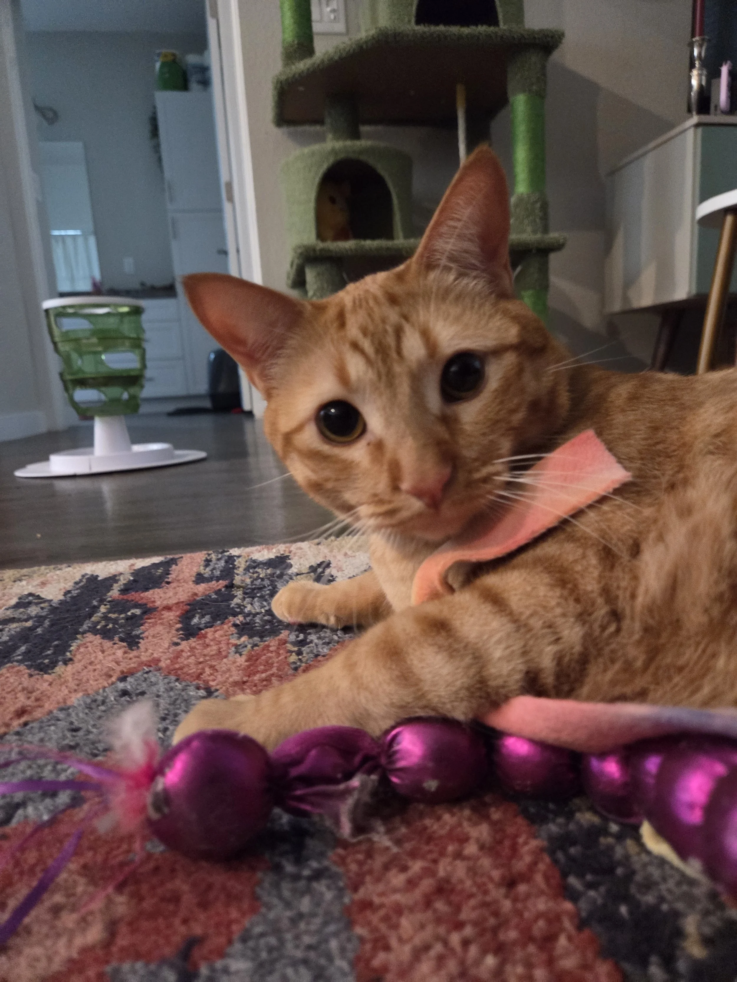 An orange tabby cat with a pink collar lying on a rug with purple toy balls in front of it, inside a home with a cat tree in the background. Kate's Cozy Cat Co.