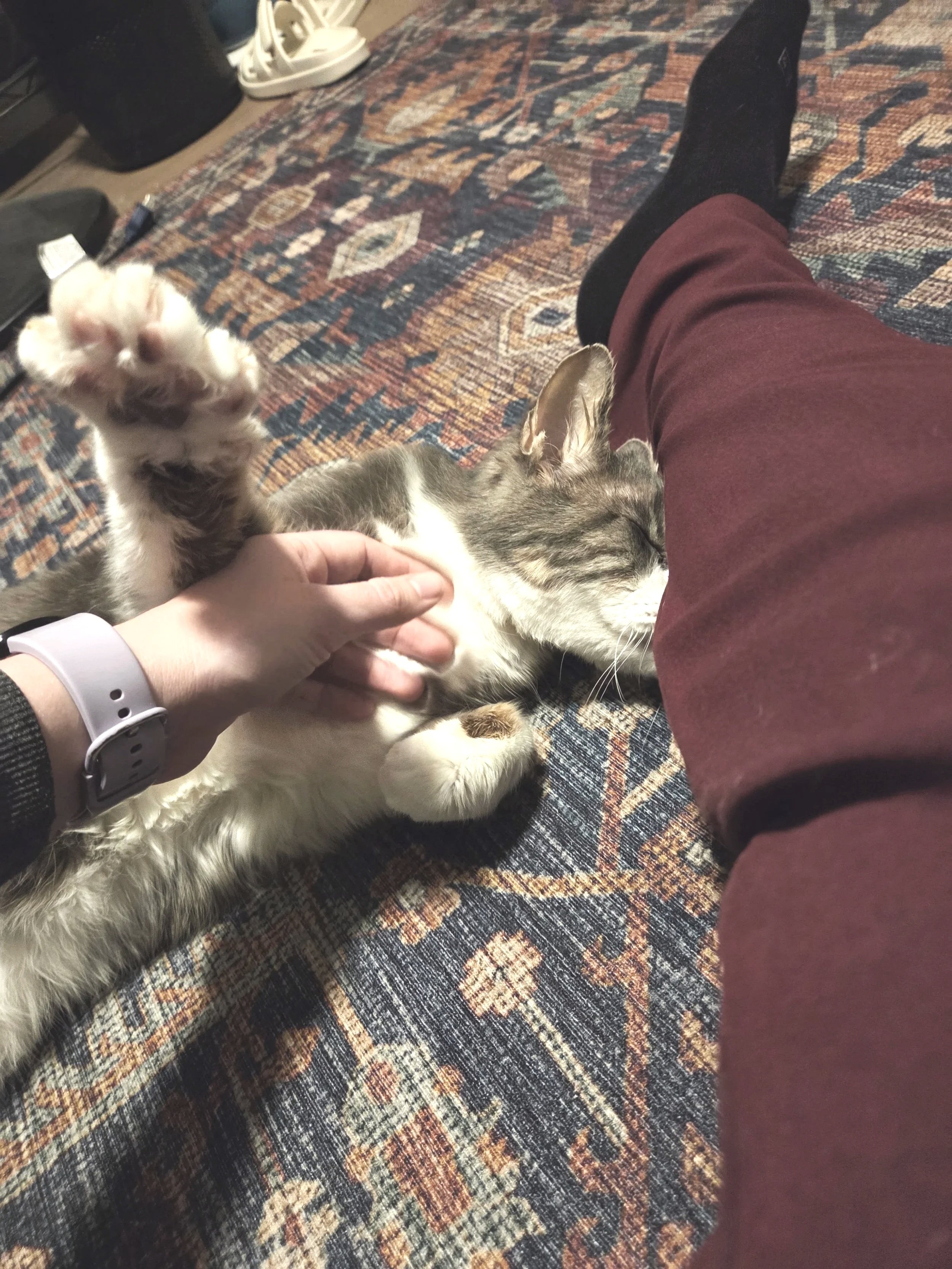 Person petting a playful kitten lying on a colorful patterned rug, with their leg extended and foot visible in the background. Kate's Cozy Cat Co.