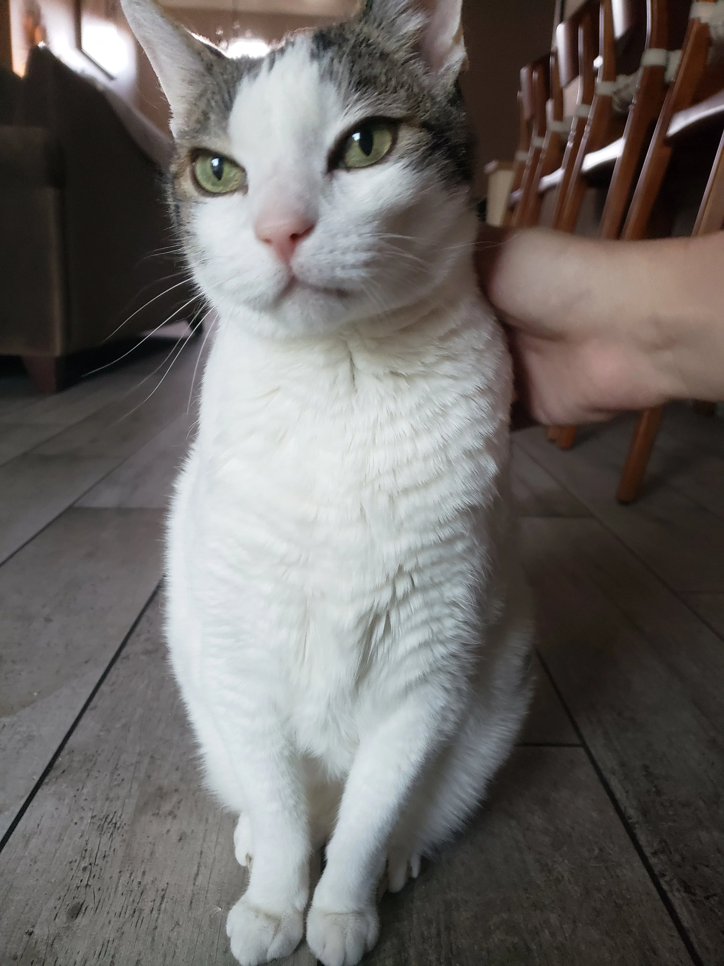 Close-up of a white cat with gray markings and green eyes, sitting on a wooden floor with a person's hand petting its neck. Kate's Cozy Cat Co.
