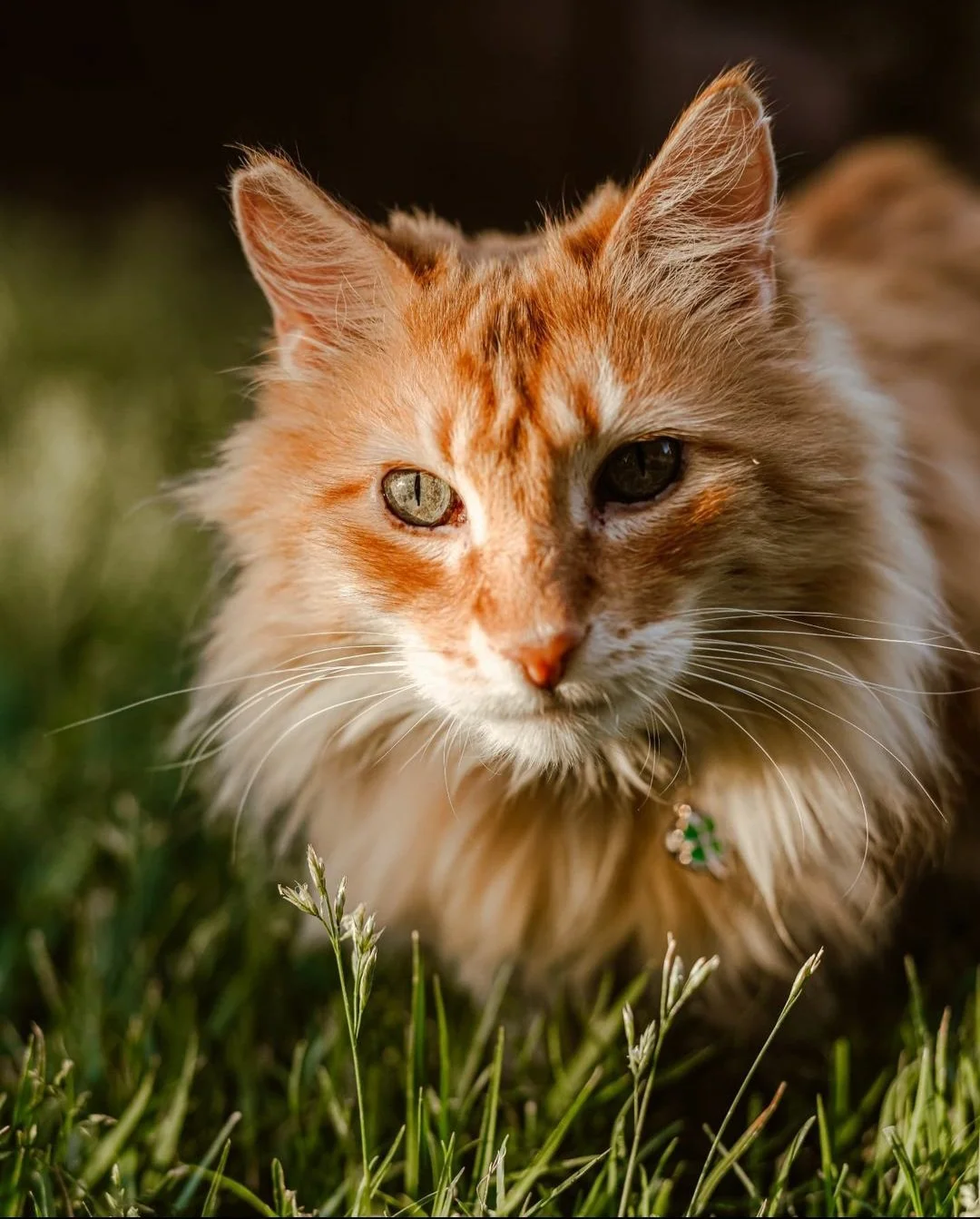 Close-up of an orange and white long-haired cat lying on grass, staring into the camera with one eye partially closed. Kate's Cozy Cat Co.
