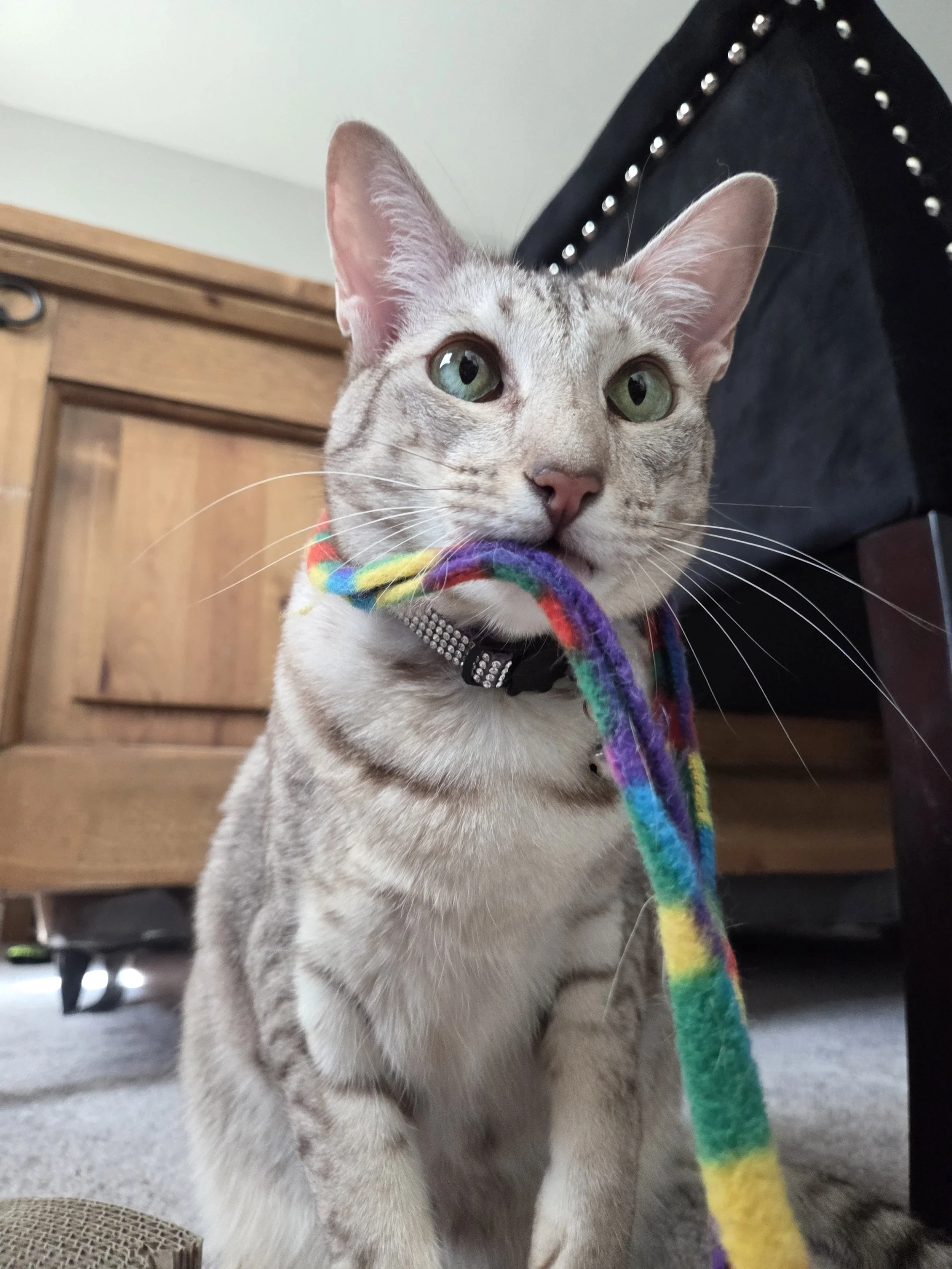 A gray tabby cat with green eyes holding a colorful rainbow yarn in its mouth, sitting on a carpeted floor near a wooden piece of furniture. Kate's Cozy Cat Co.