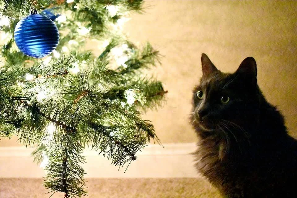 Cat looking at a decorated Christmas tree with blue ornament and lights. Kate's Cozy Cat Co.