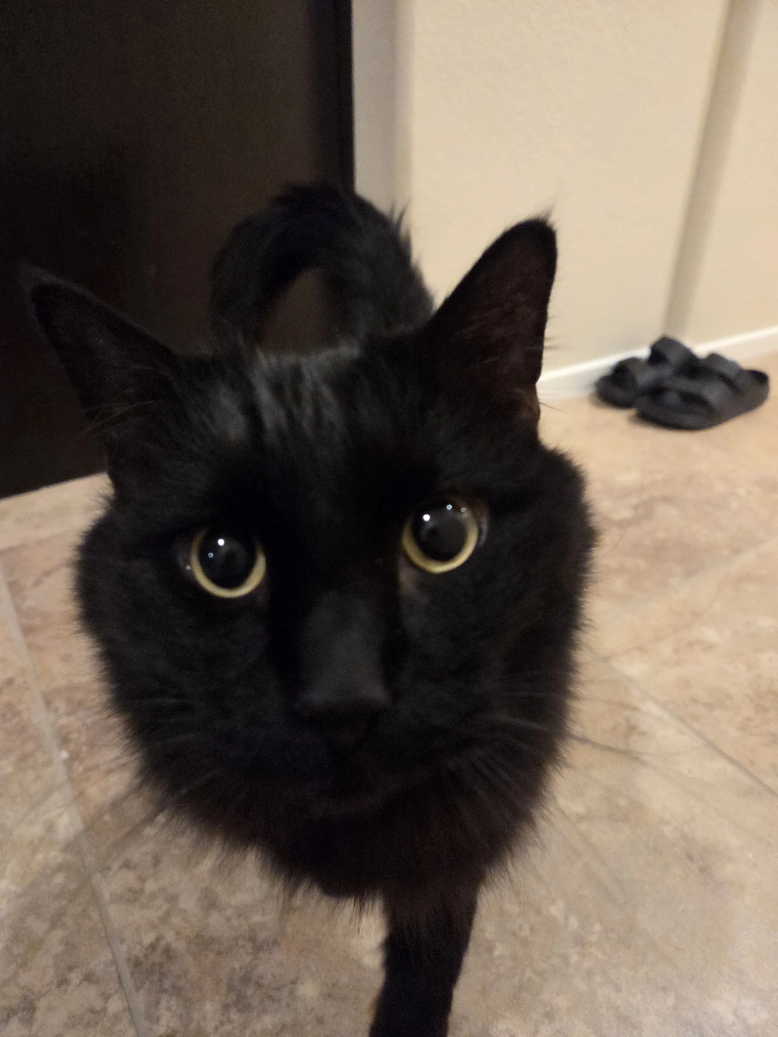 Close-up of a black cat with yellow eyes looking up at the camera on a tiled floor, with slippers in the background. Kate's Cozy Cat Co.