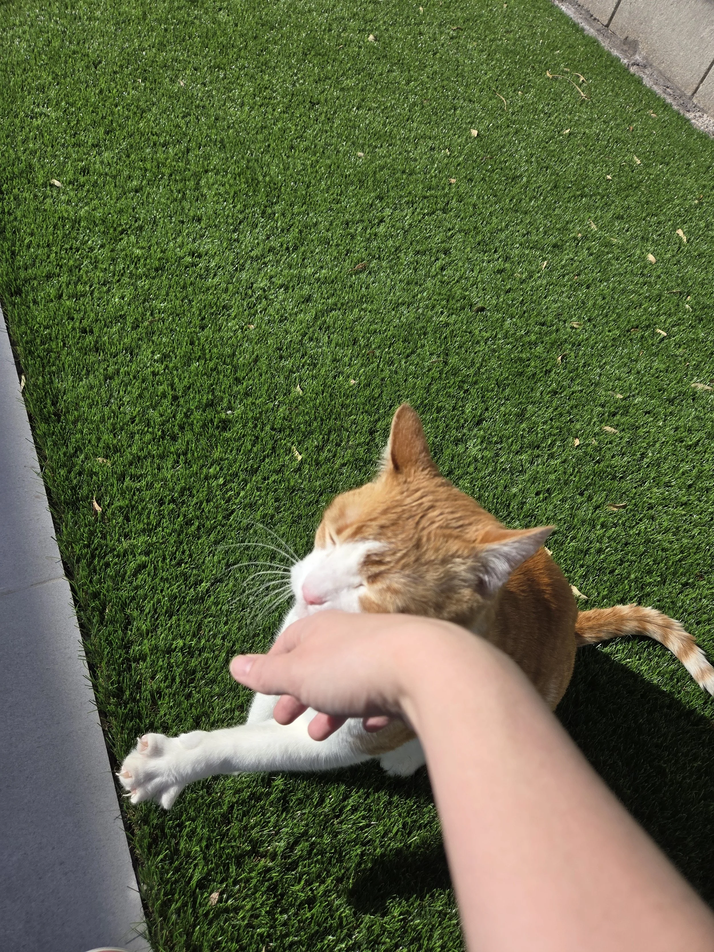 Person petting an orange and white cat outdoors on green grass. Kate's Cozy Cat Co.