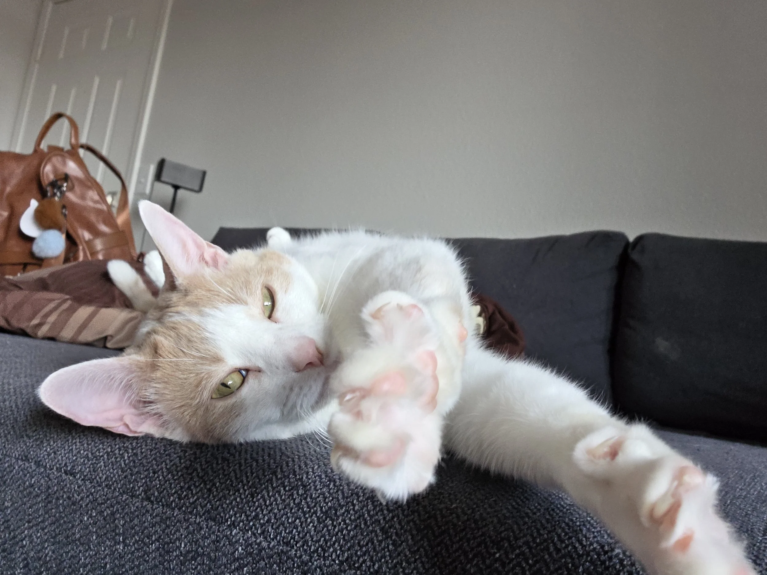 A cream-colored cat with green eyes lying on a dark gray sofa, extending its paw toward the camera. Kate's Cozy Cat Co.
