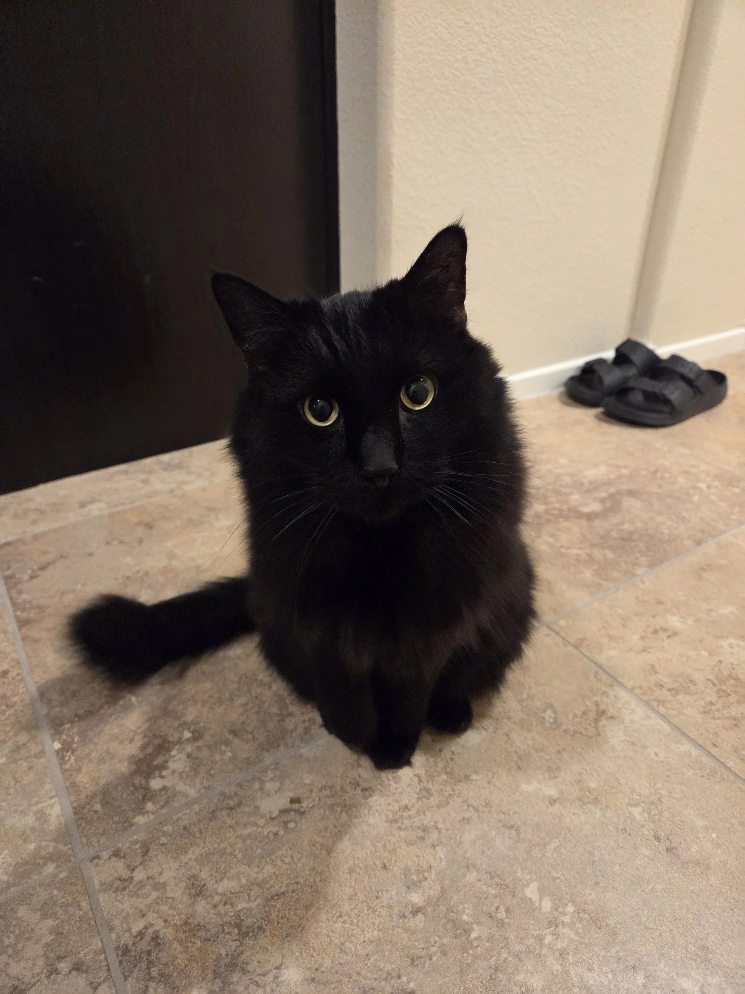 A black cat sitting on tiled floor indoors, looking directly at the camera, with a pair of sandals near the wall in the background. Kate's Cozy Cat Co.