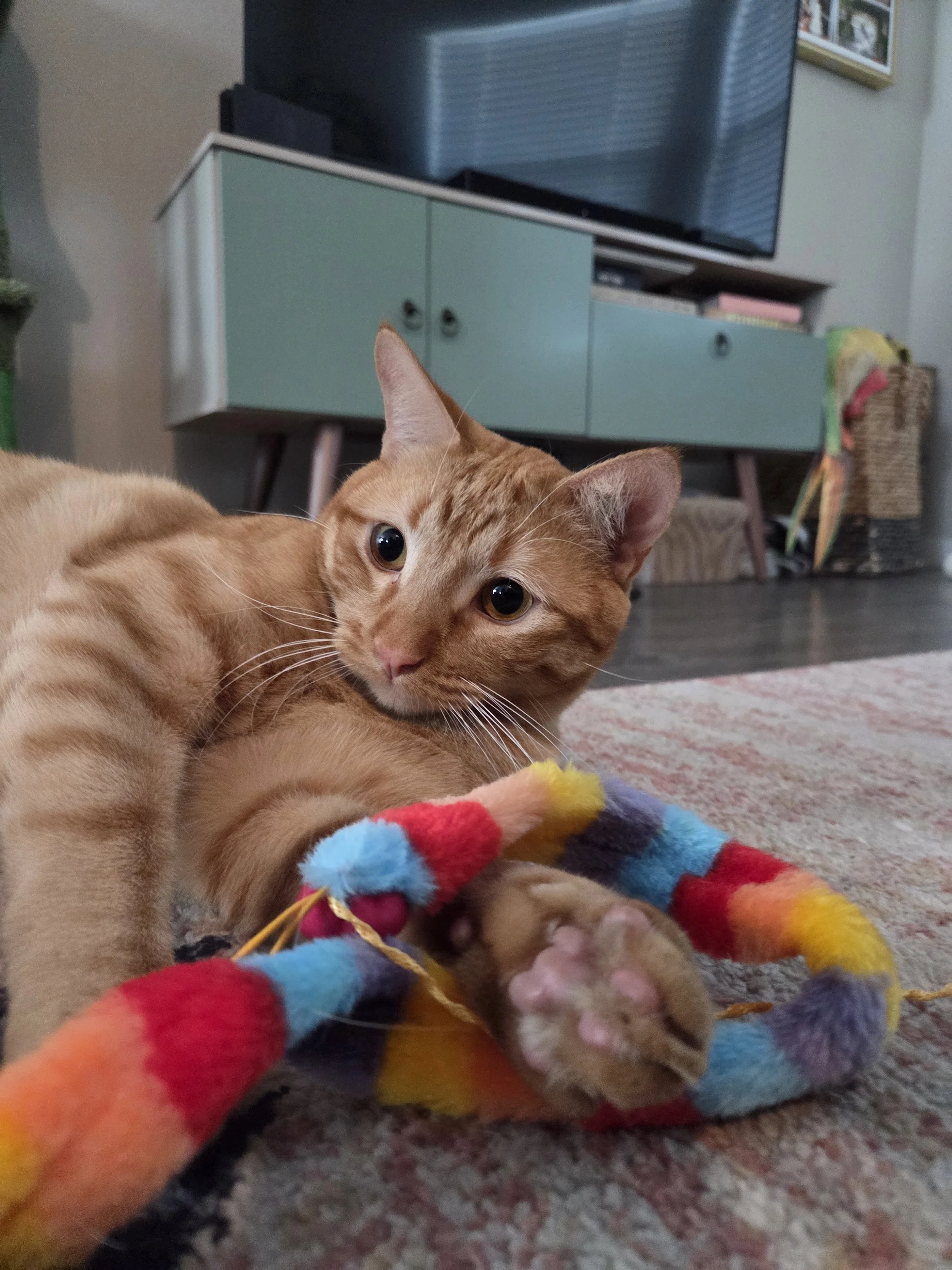 An orange tabby cat lying on a carpeted floor, playing with a colorful fuzzy toy. In the background, a turquoise and white cabinet with a TV on top is visible.