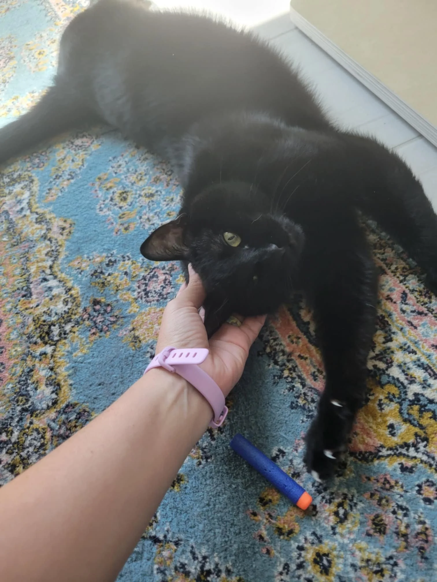Black cat lying on a blue patterned rug, being gently petted under the chin by a person wearing a pink wristband. Kate's Cozy Cat Co.