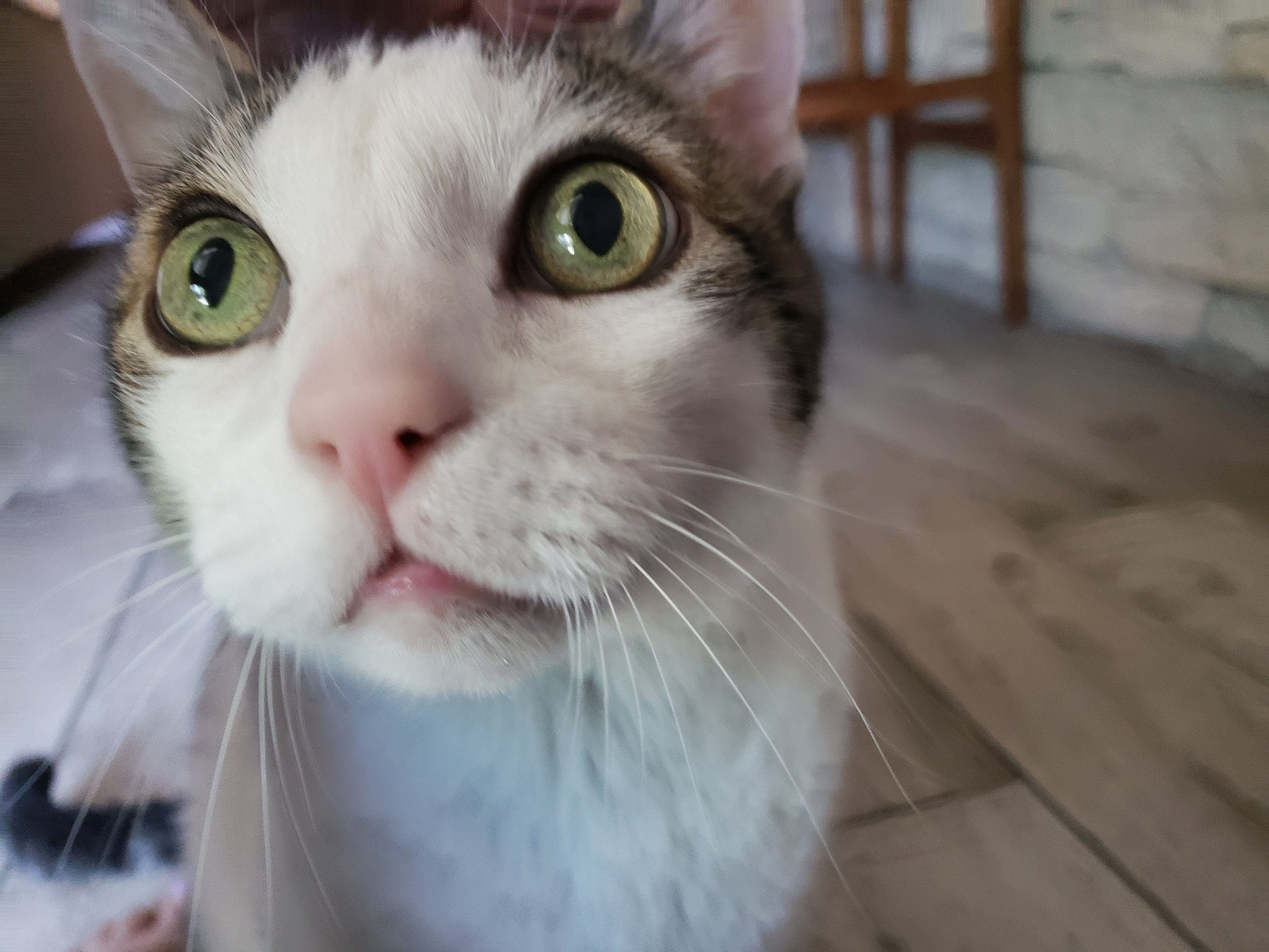 Close-up of a cat's face with green eyes, pink nose, and white and brown fur. Kate's Cozy Cat Co.
