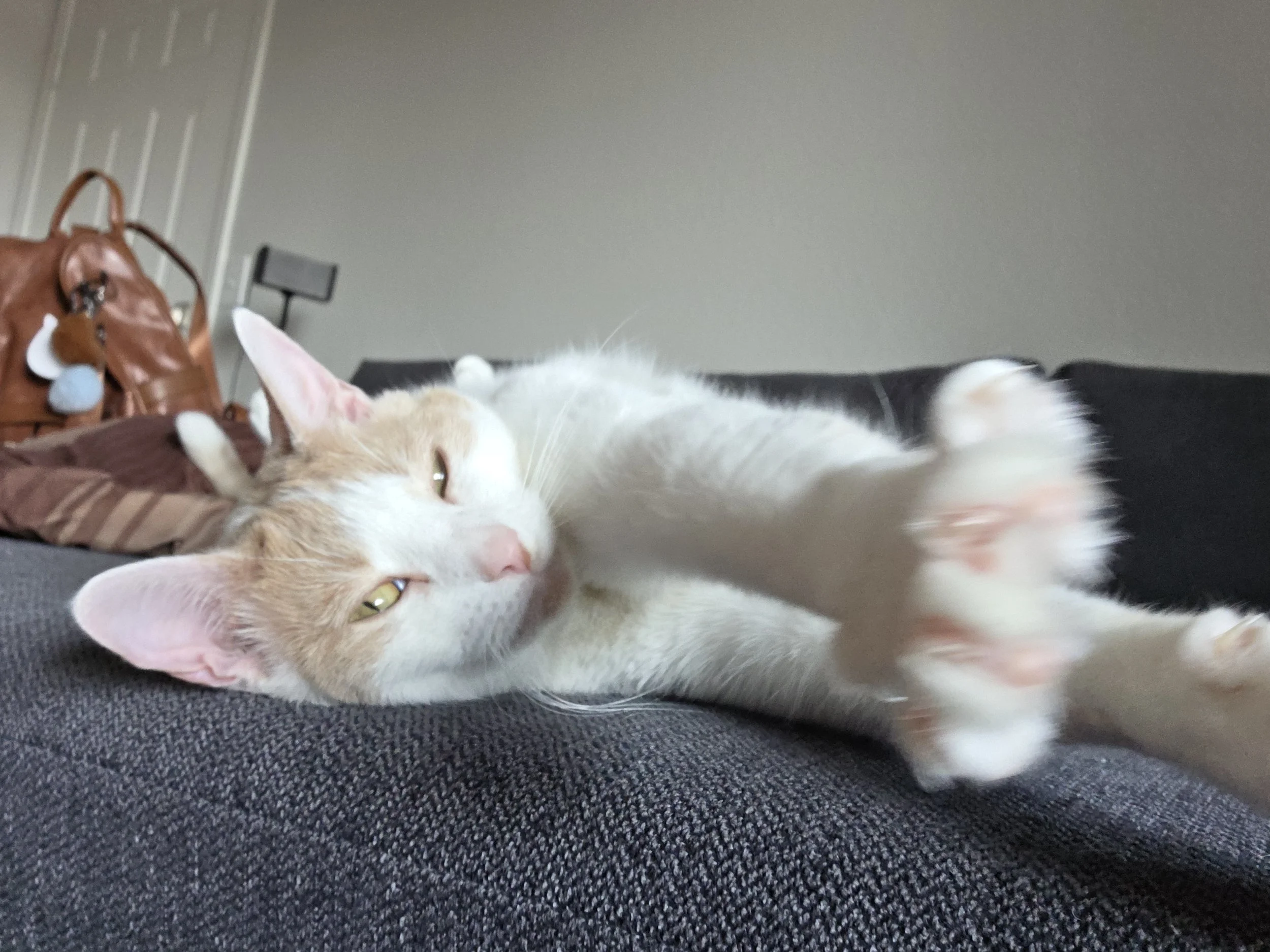 A white and orange kitten lying on a dark gray couch, reaching out with its front paws, with a brown bag and wall in the background. Kate's Cozy Cat Co.