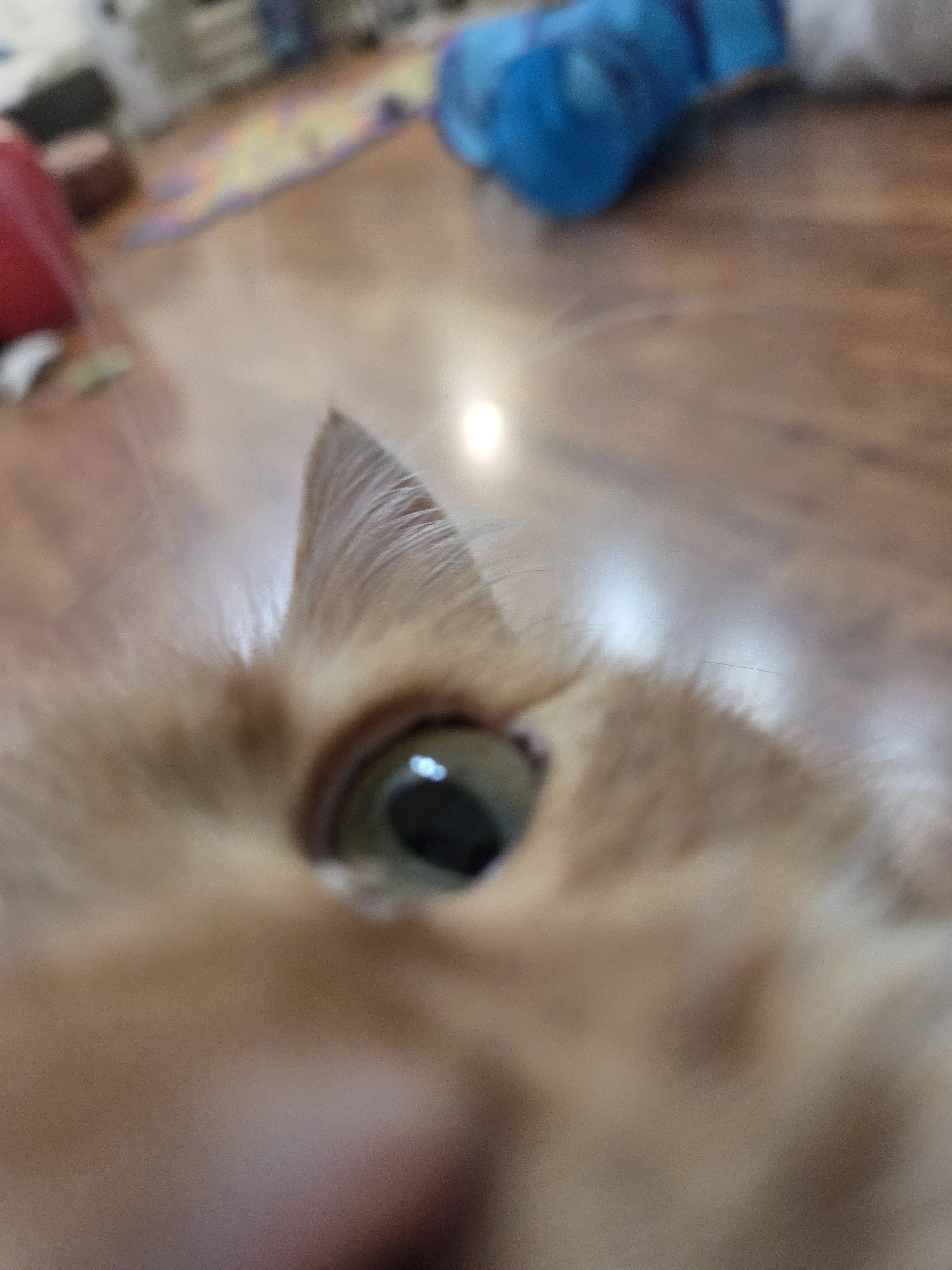 Close-up of a cat's face with green eye, in a room with wooden floor and blurred background. Kate's Cozy Cat Co.