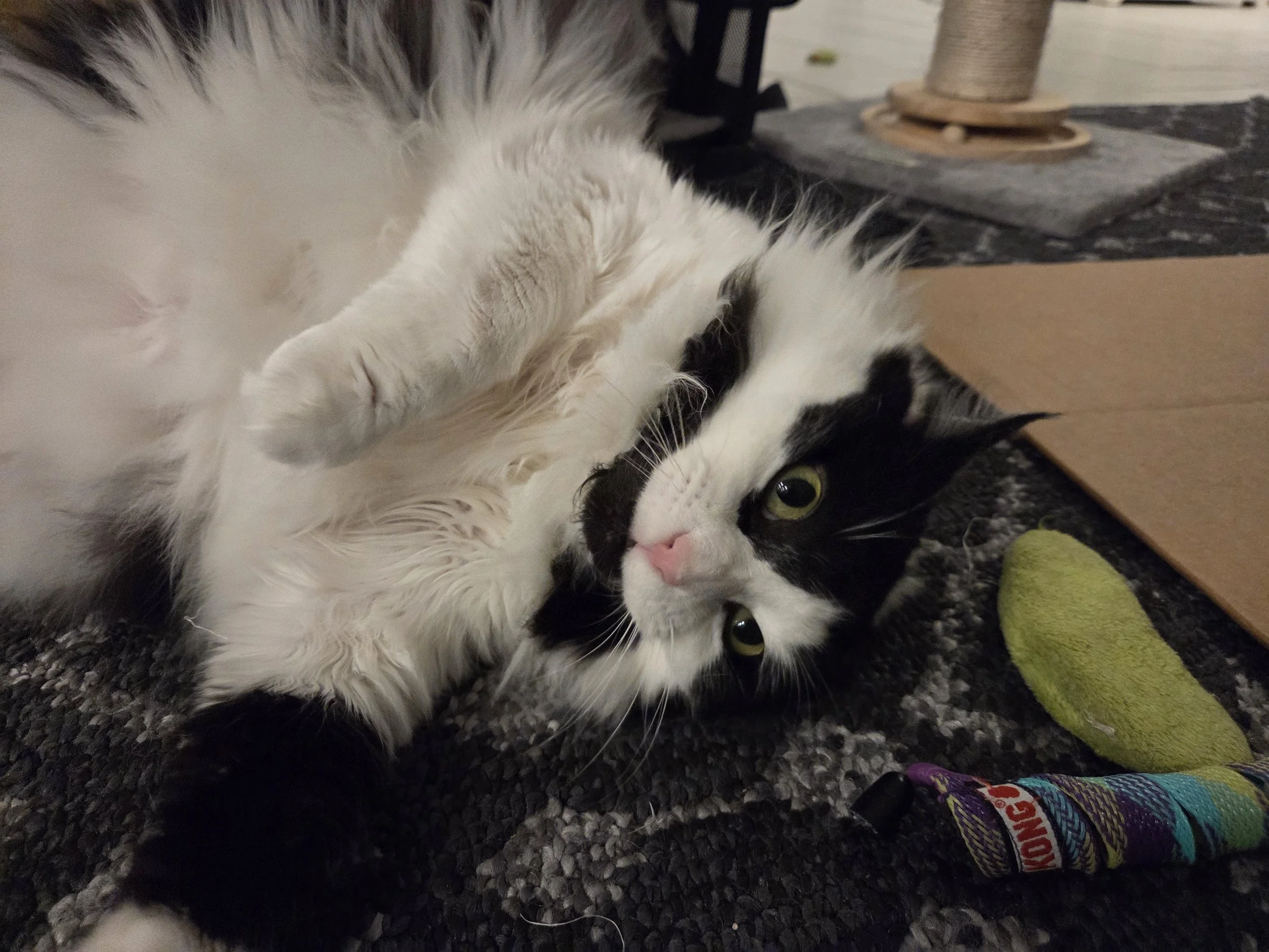 Black and white cat lying on its side on a dark carpet, looking at the camera with green eyes, surrounded by a green toy, a cardboard piece, and a colorful tube. Kate's Cozy Cat Co.
