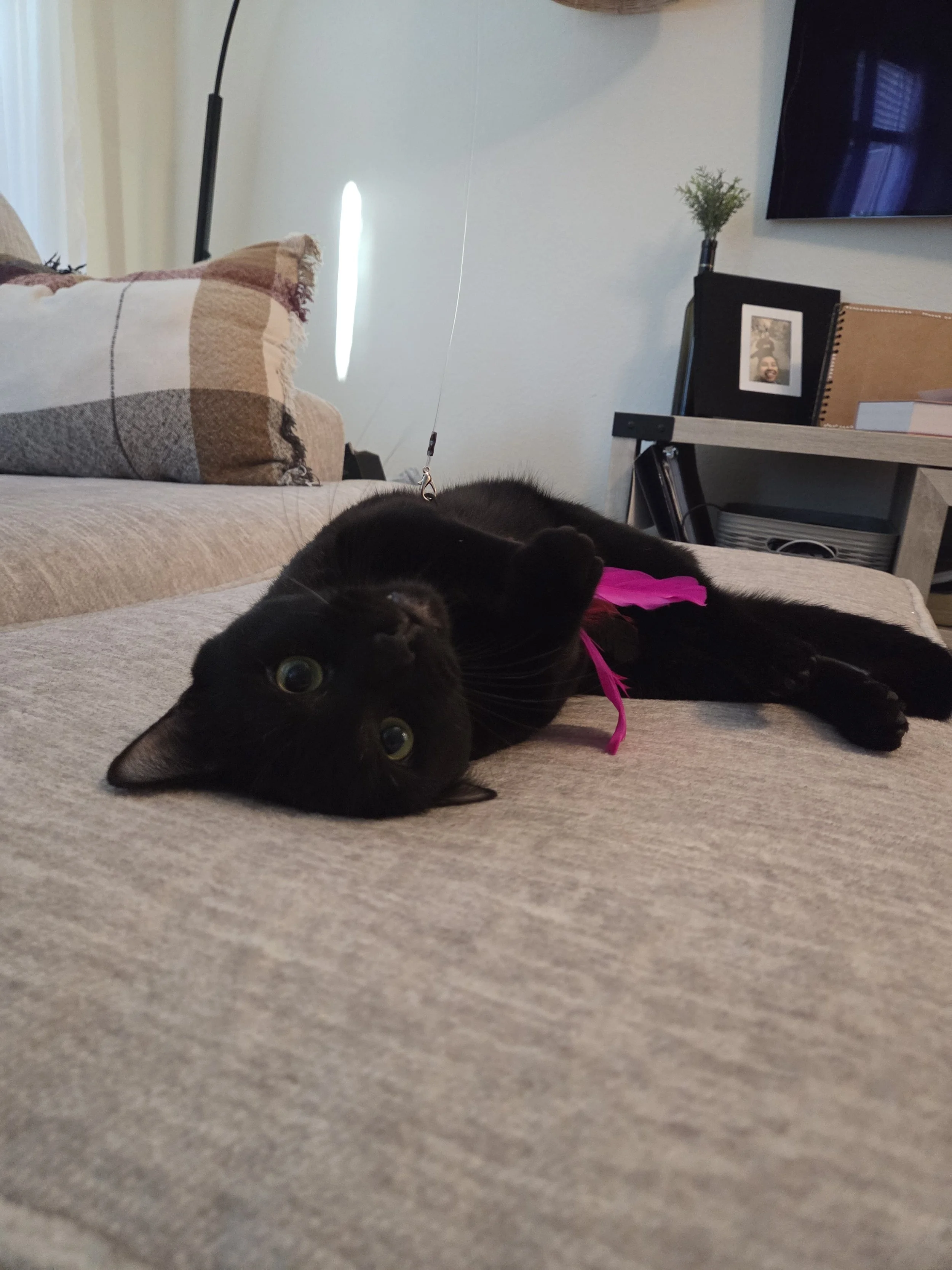 Black cat lying on its side on a beige couch in a living room, looking at the camera with green eyes, wearing a pink ribbon around its neck. Kate's Cozy Cat Co.