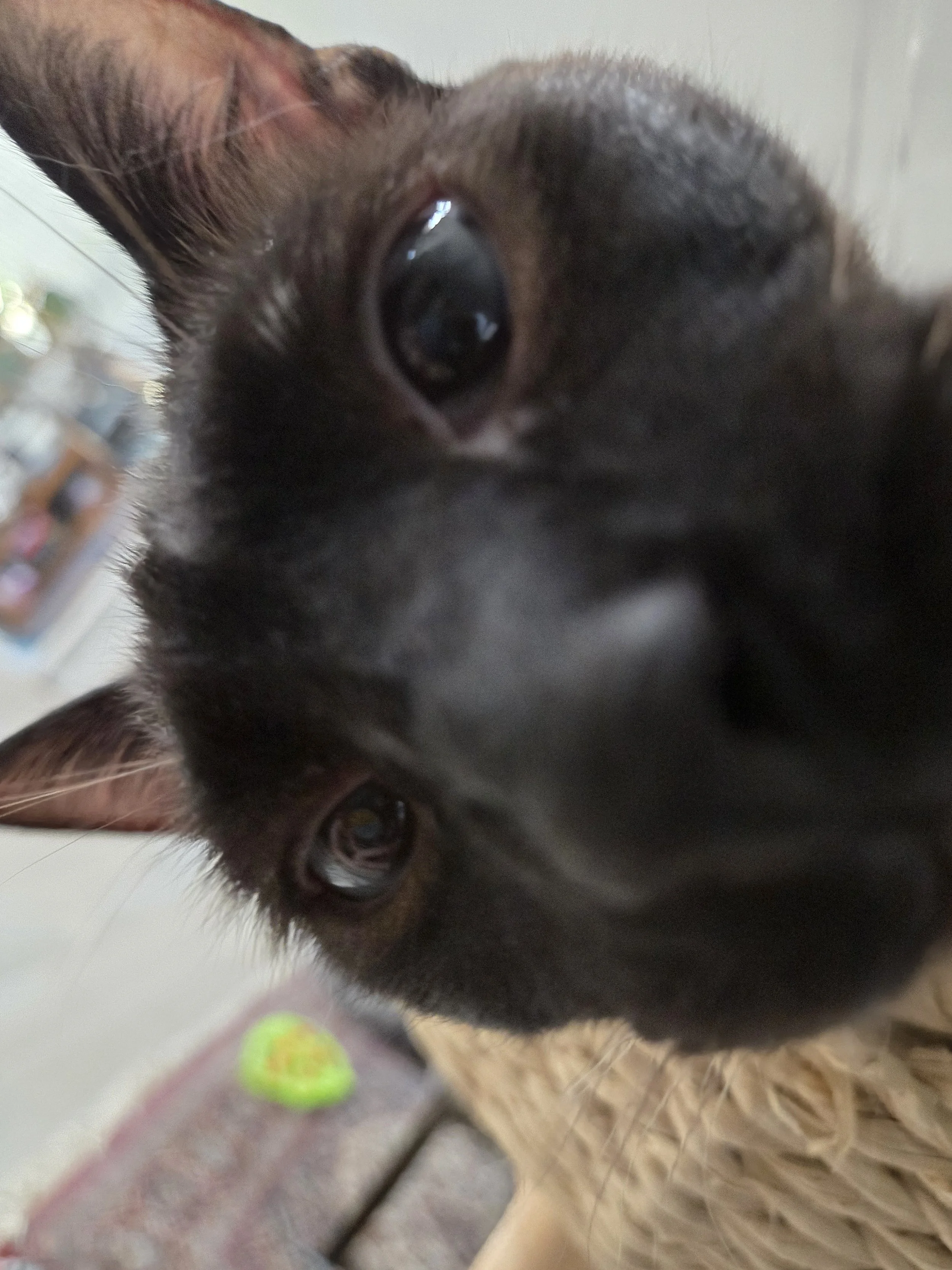 Close-up of two black cats with shiny eyes, taken from a low angle. Kate's Cozy Cat Co.