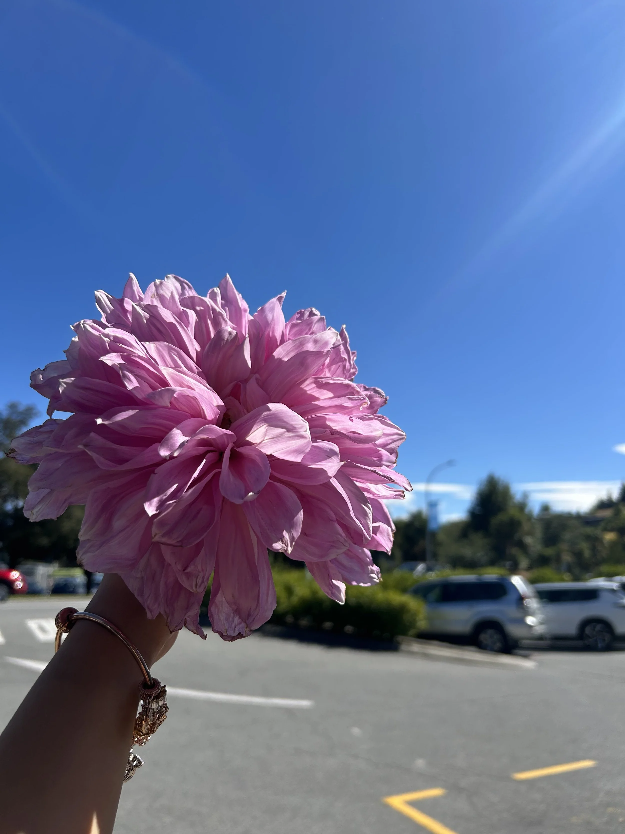 Person holding a large pink flower in a parking lot under a clear blue sky.