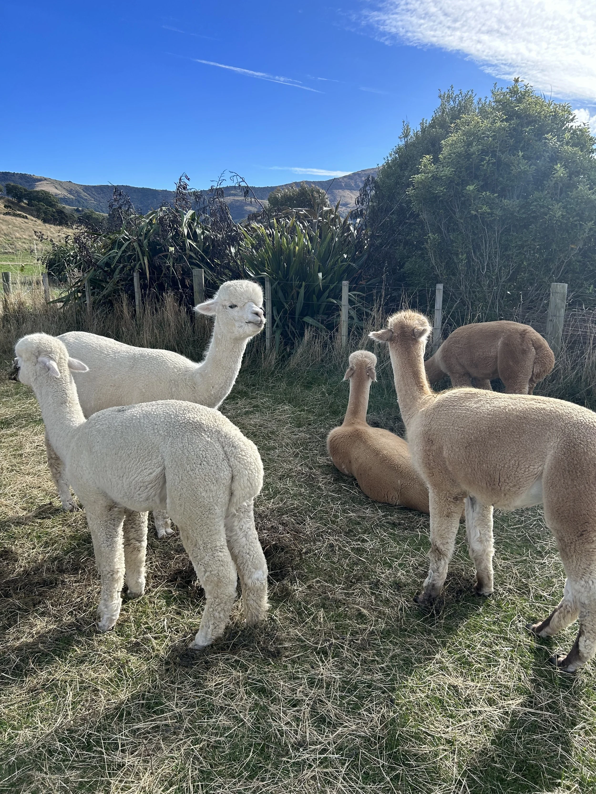 Group of alpacas resting and standing in a grassy outdoor area with a fence, green bushes, trees, and mountains in the background under a blue sky with some clouds.