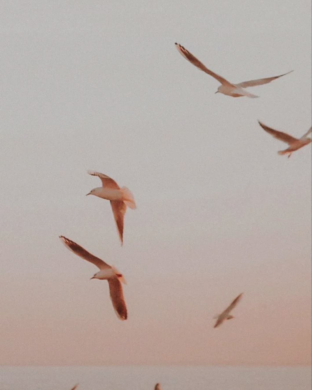 Six seagulls flying in a light pink sky near the horizon.