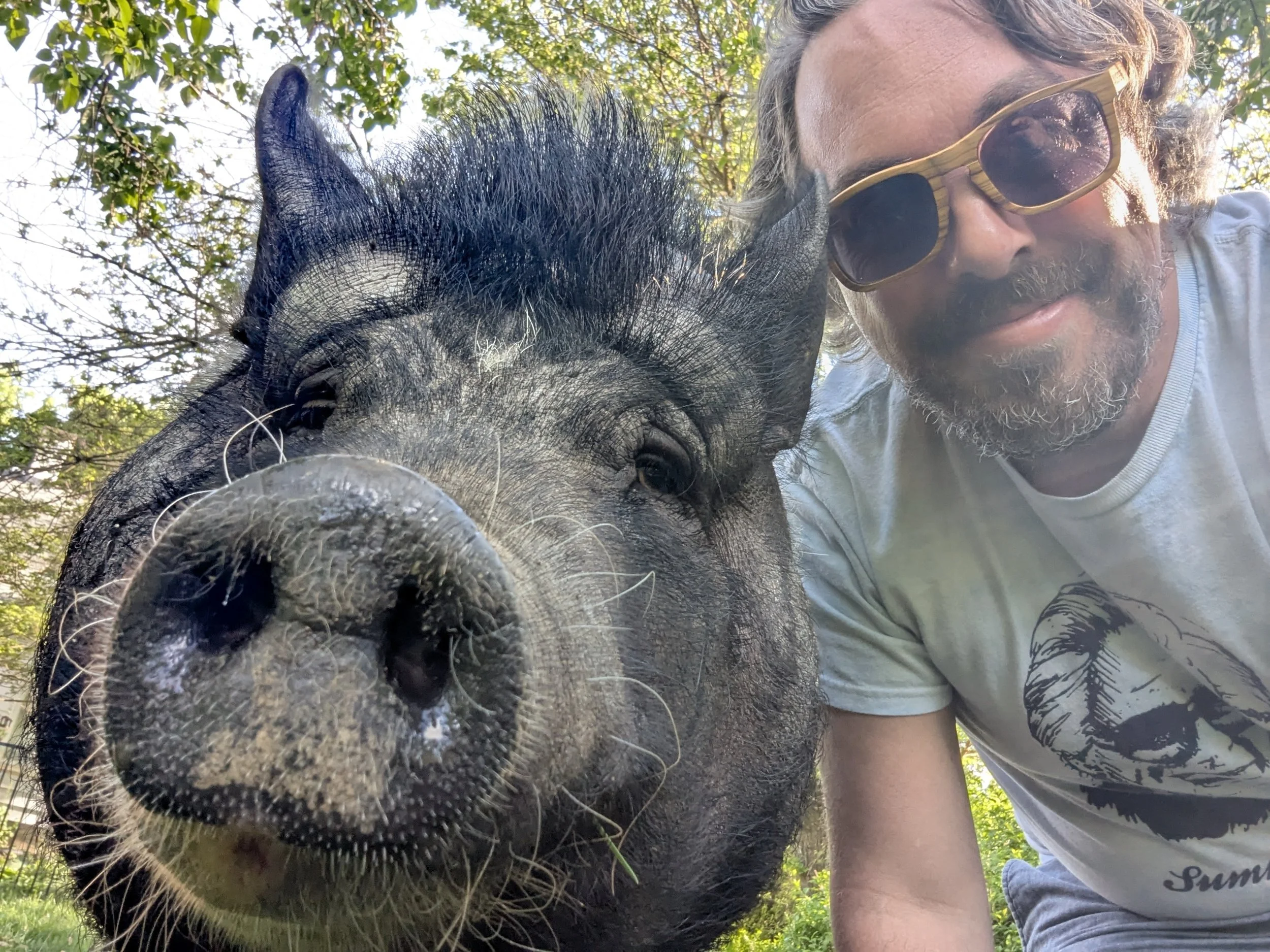 Close-up of a pig's face with brown and black fur, and a man with wavy hair and sunglasses smiling next to it, outdoors with trees and sunlight.