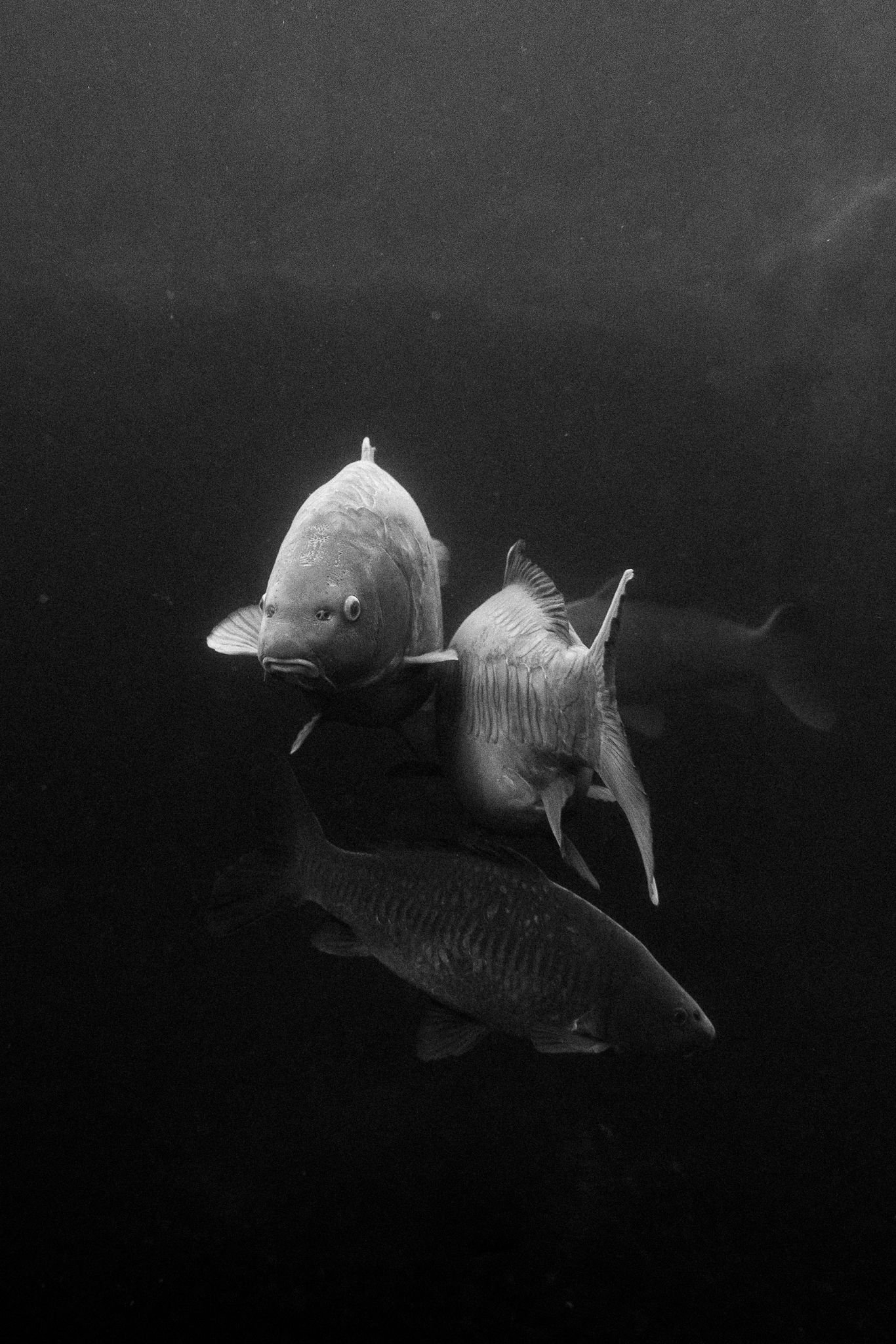 Underwater Carp Fishing