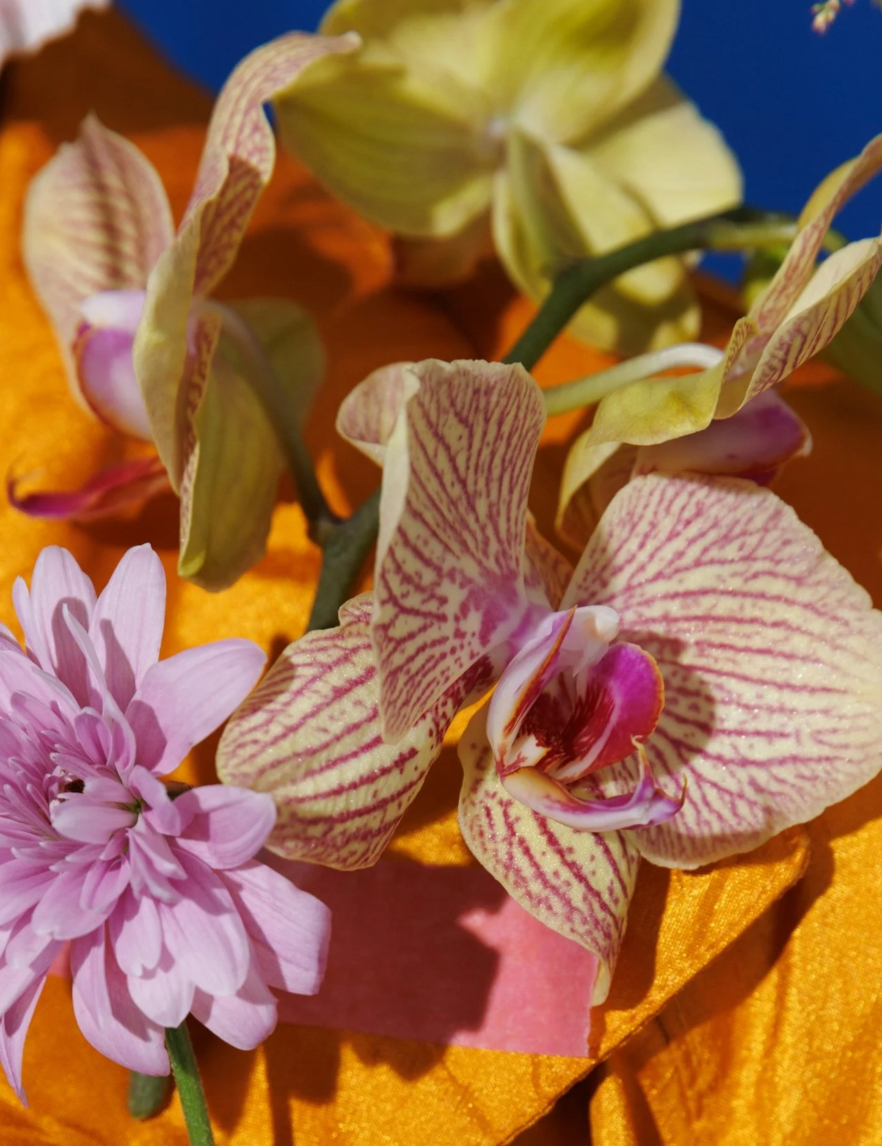 Close-up of pink and white striped orchid and pink dahlia flowers on orange fabric
