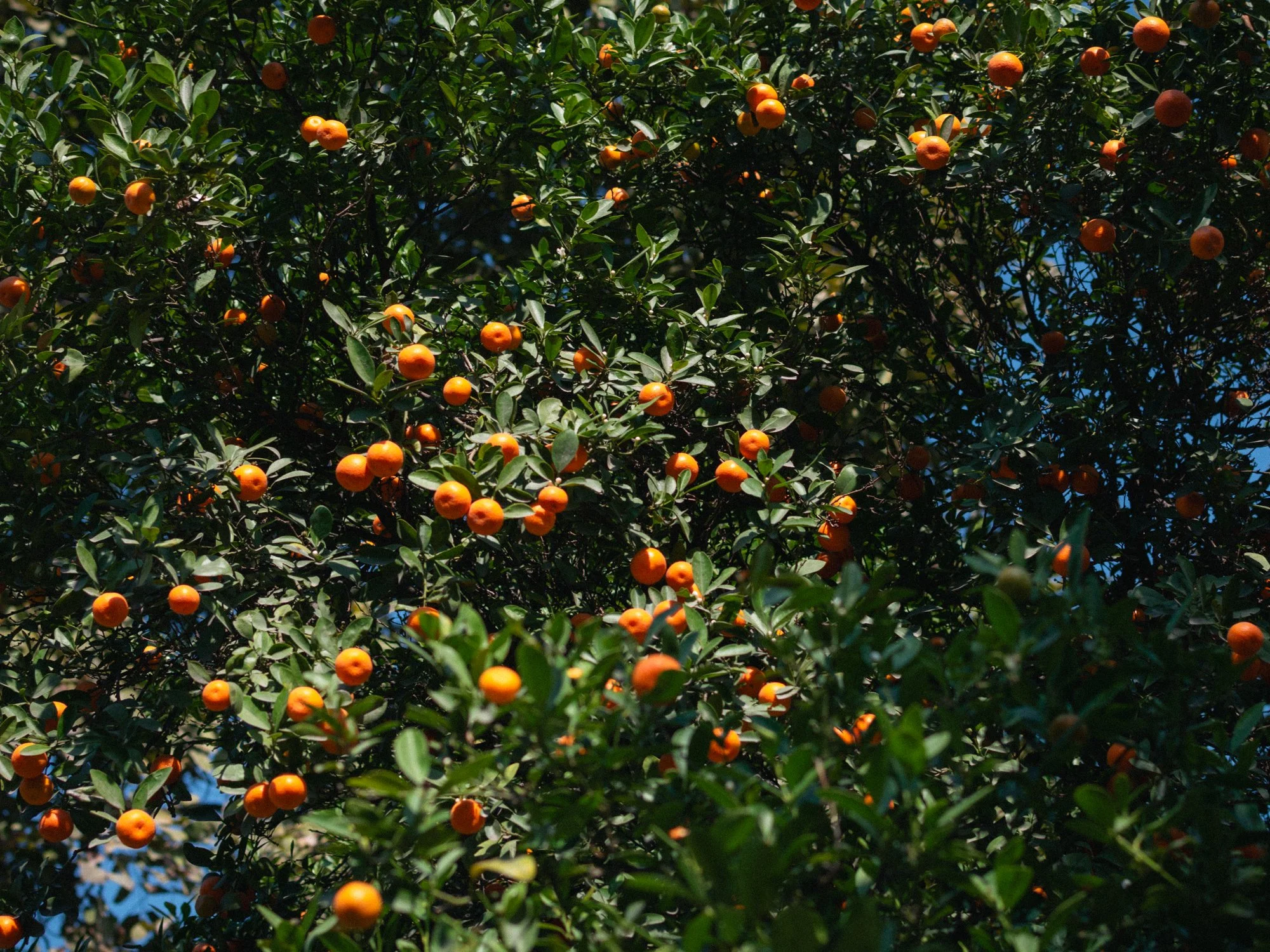 DSC_4541.jpg