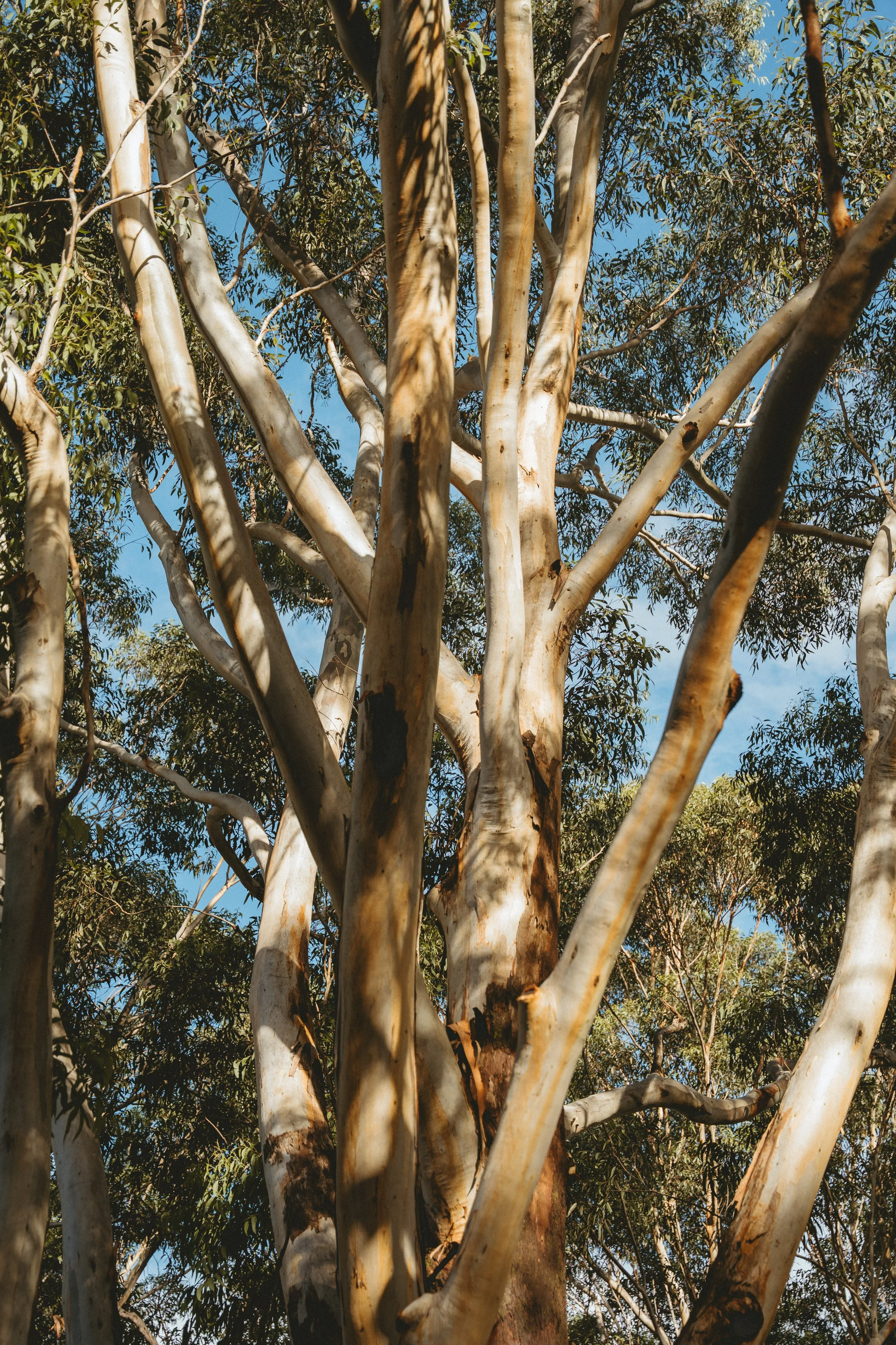 CantoWellness--303 (1).jpg