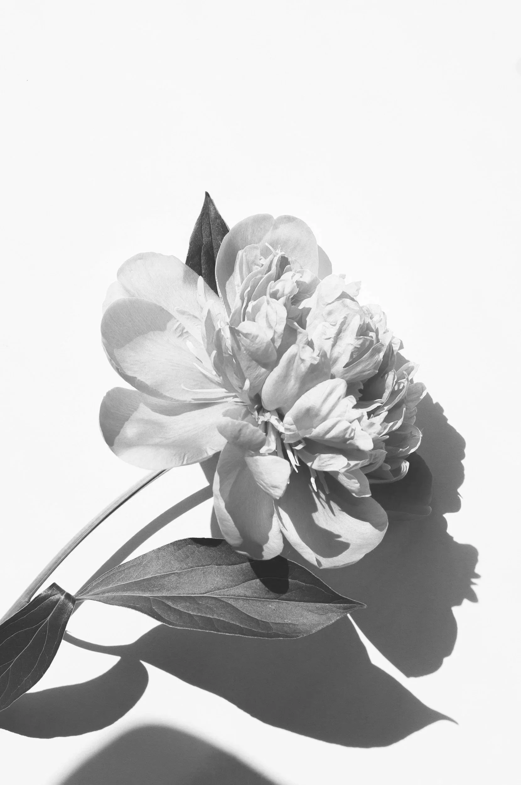 Black and white photograph of a flower with leaves, casting shadows on a white background.