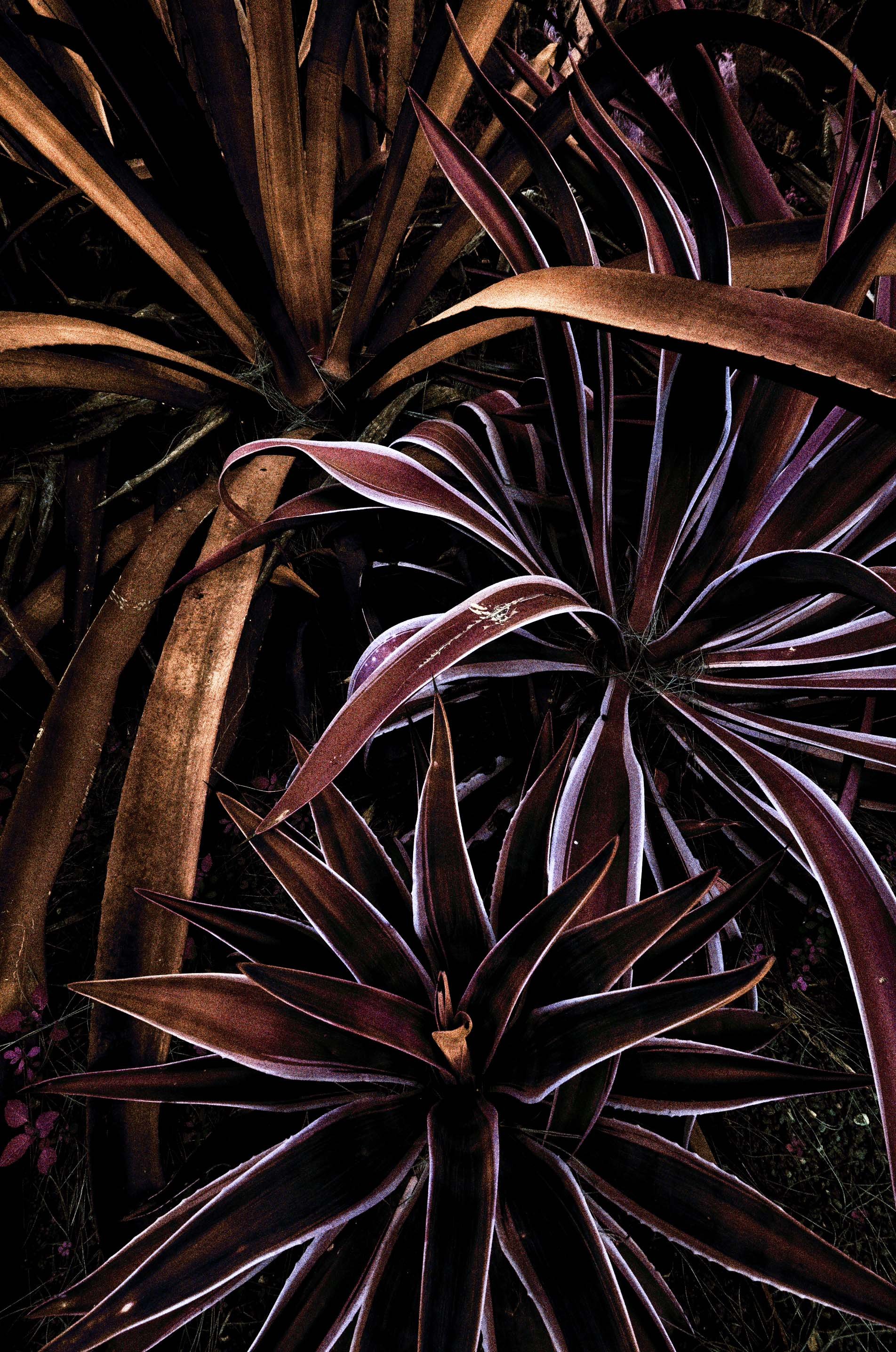Close-up of dark purple and brown spiky leaves of an ornamental plant, possibly a type of yucca or dracaena, with a black background.