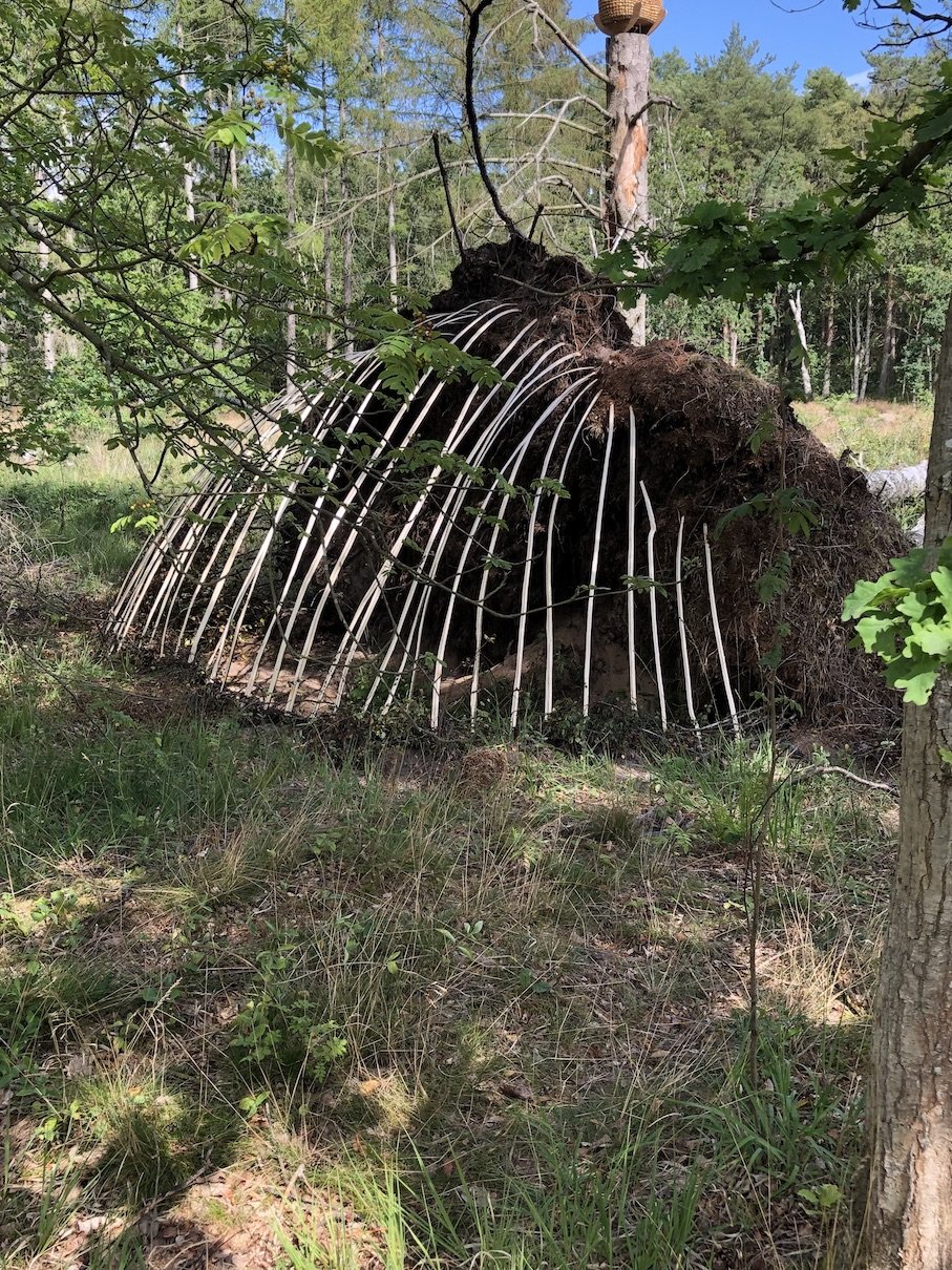 En stor væltet træstamme med en oprejst del, der er dækket af jord med store hvide ribber, som ser ud til at være en form for rodskjold. Den befinder sig i en skov med grønne blade og træer.