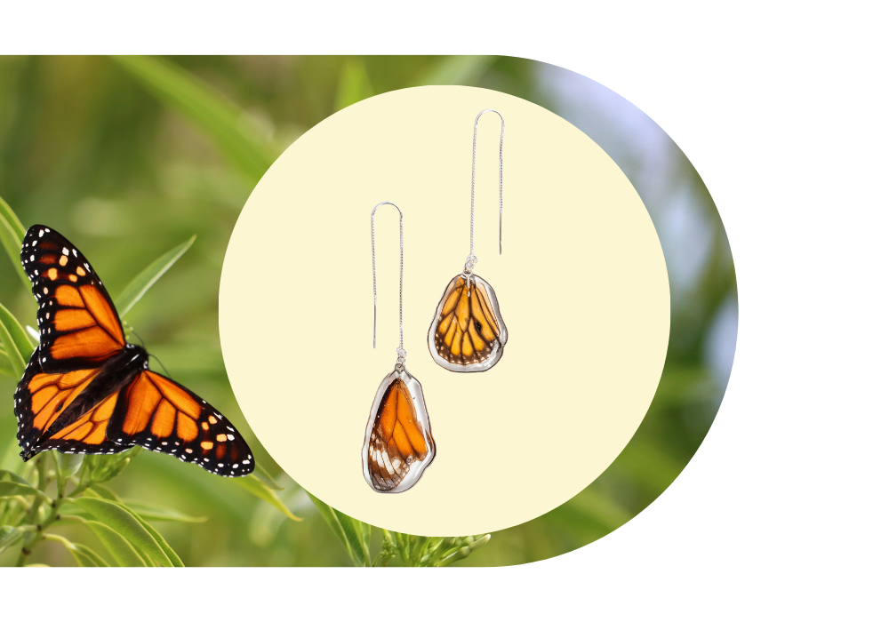 Orange and black Monarch butterfly earrings on a white background, with a Monarch butterfly perched on green leaves in a natural setting.