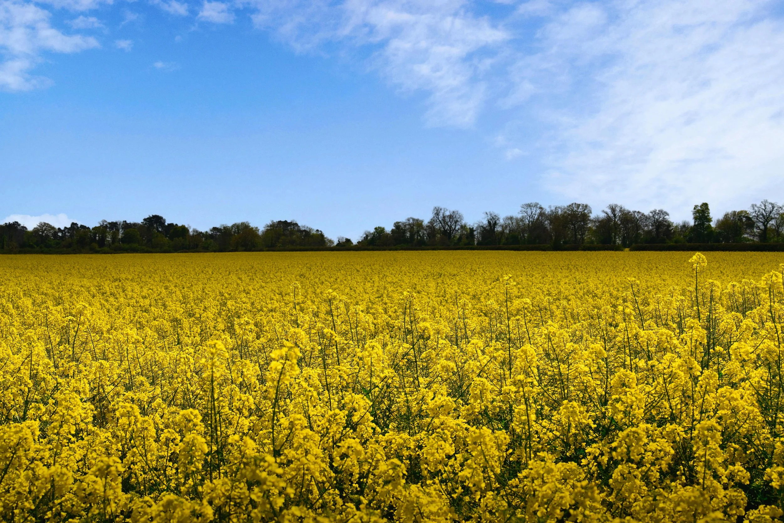 yellow rapeseed field nature .JPG