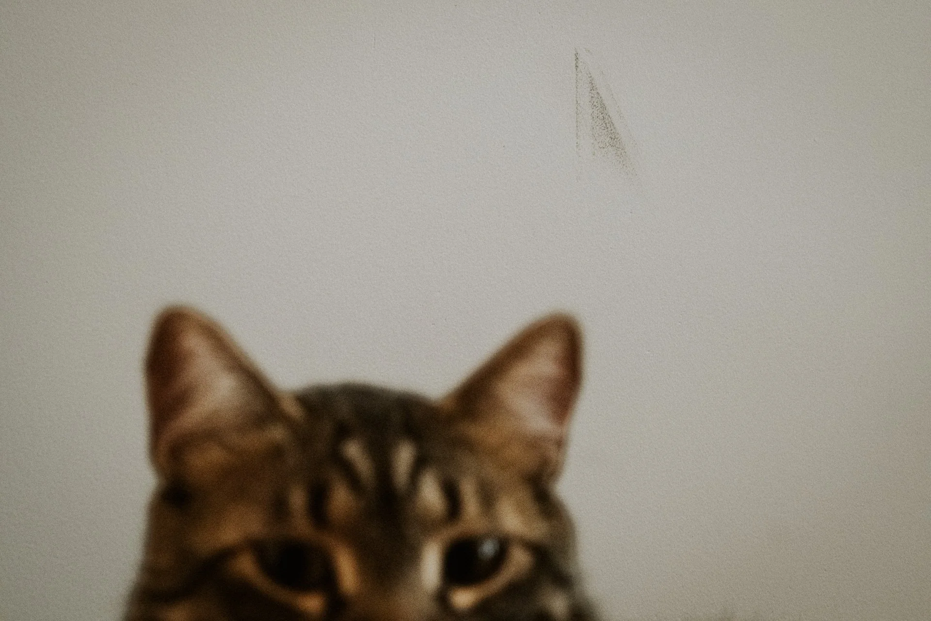 Ein Abruck an der Wand in Form eines Katzenohres