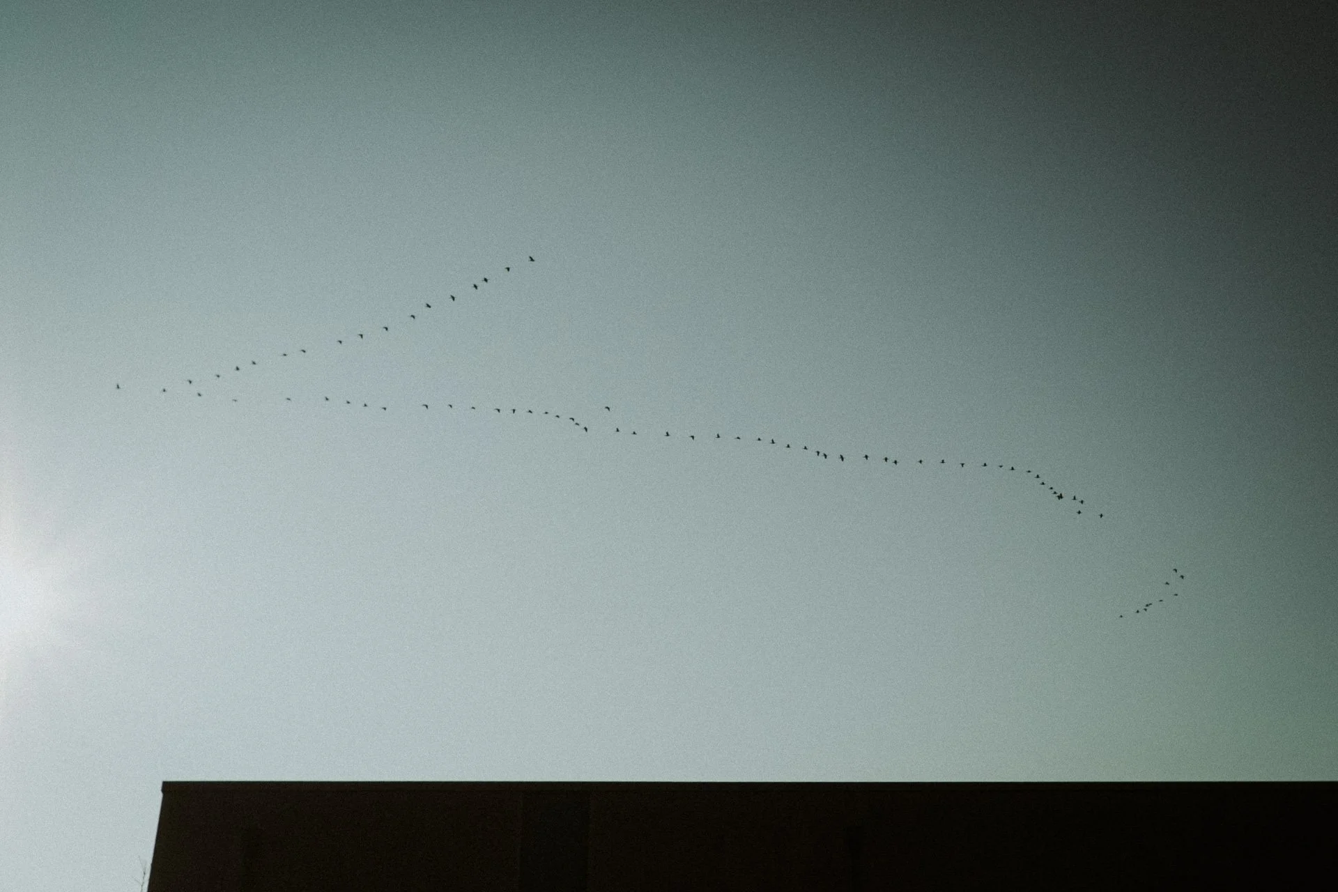 A formation of birds flying across a cloudy sky with a building roof visible at the bottom of the image.