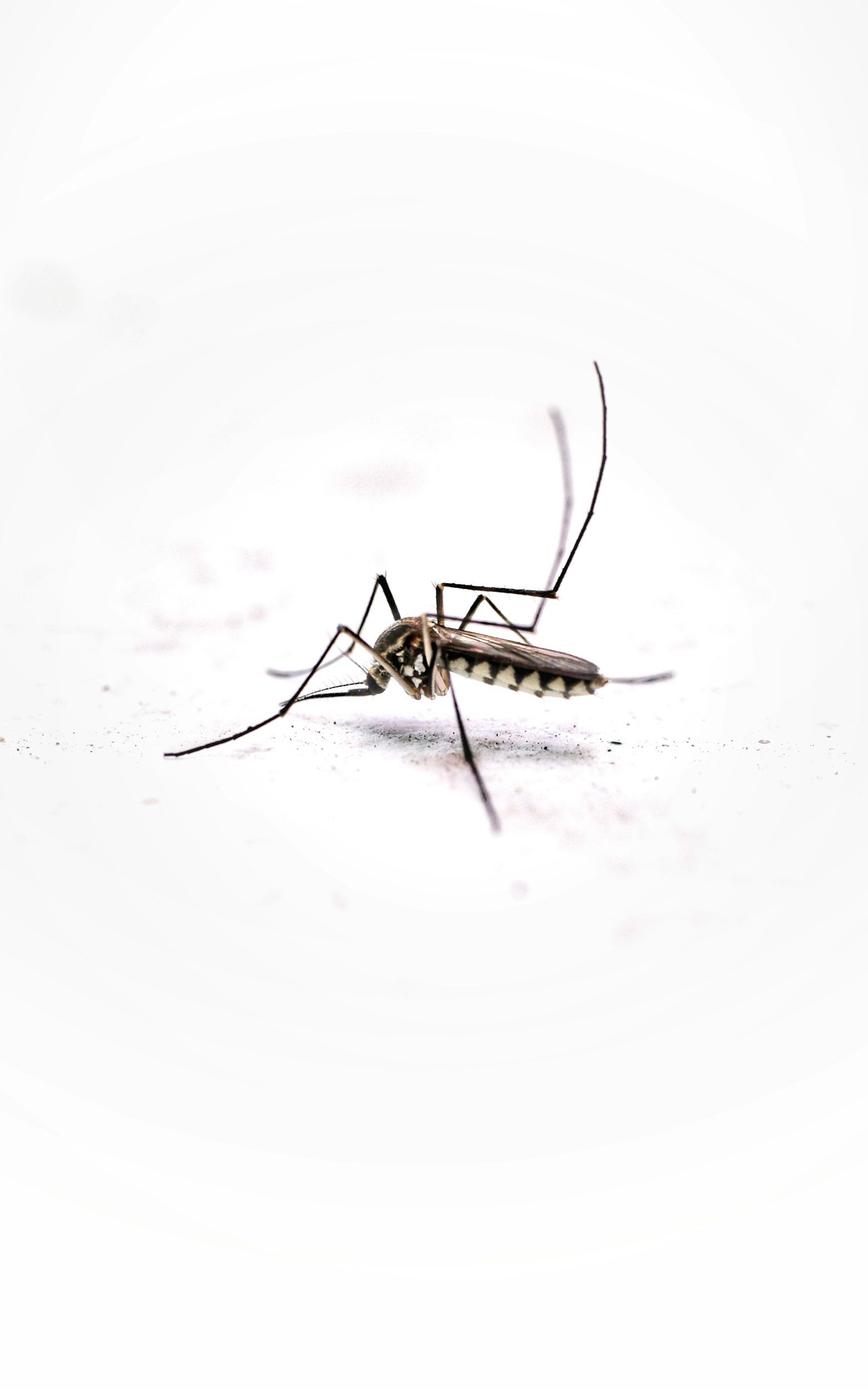 Mosquito
