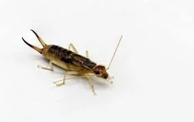 Earwig