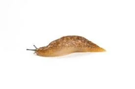 Slug