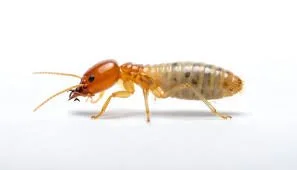 Termite