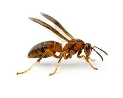 Wasp