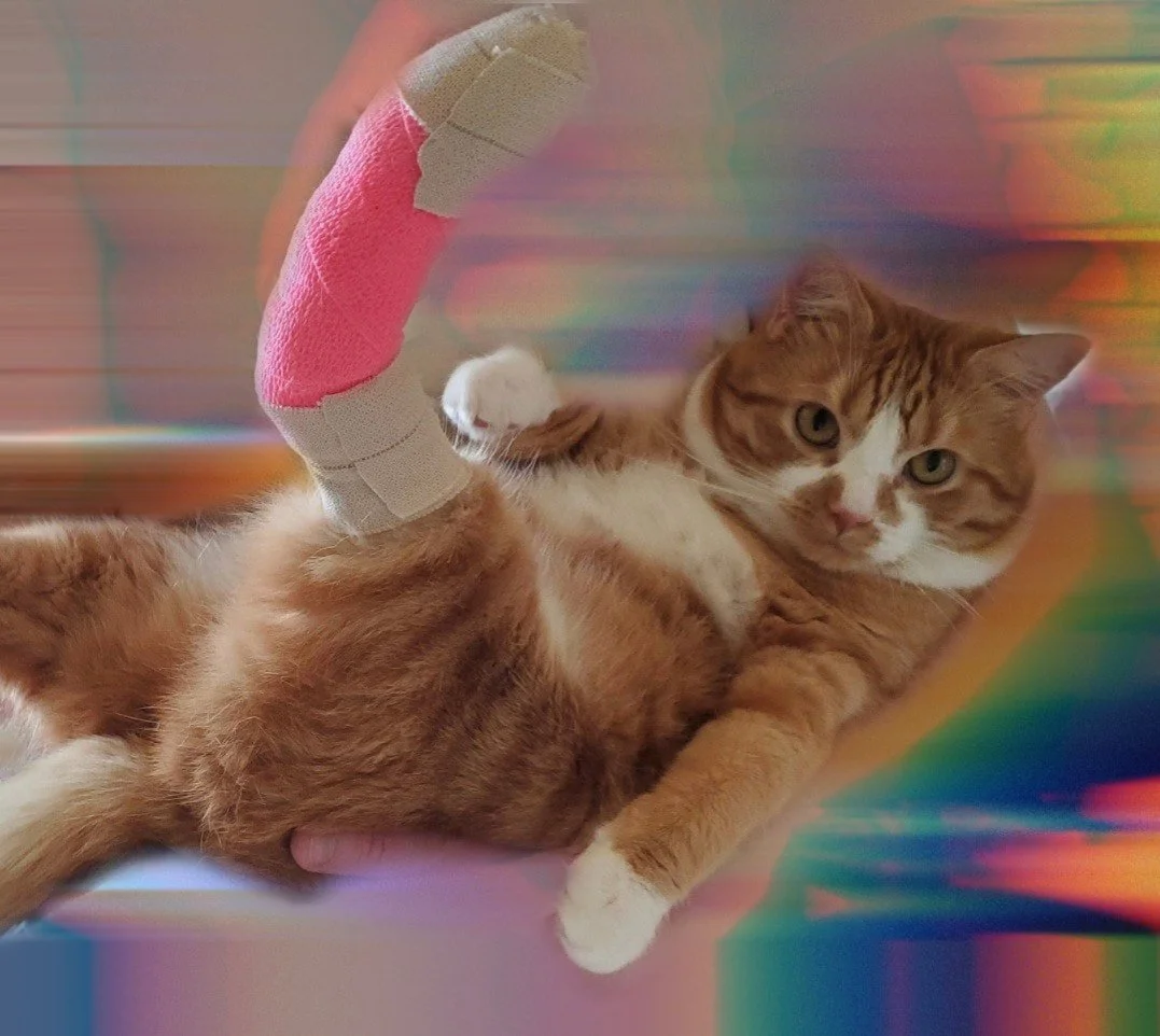 A pet with a Thing of his own