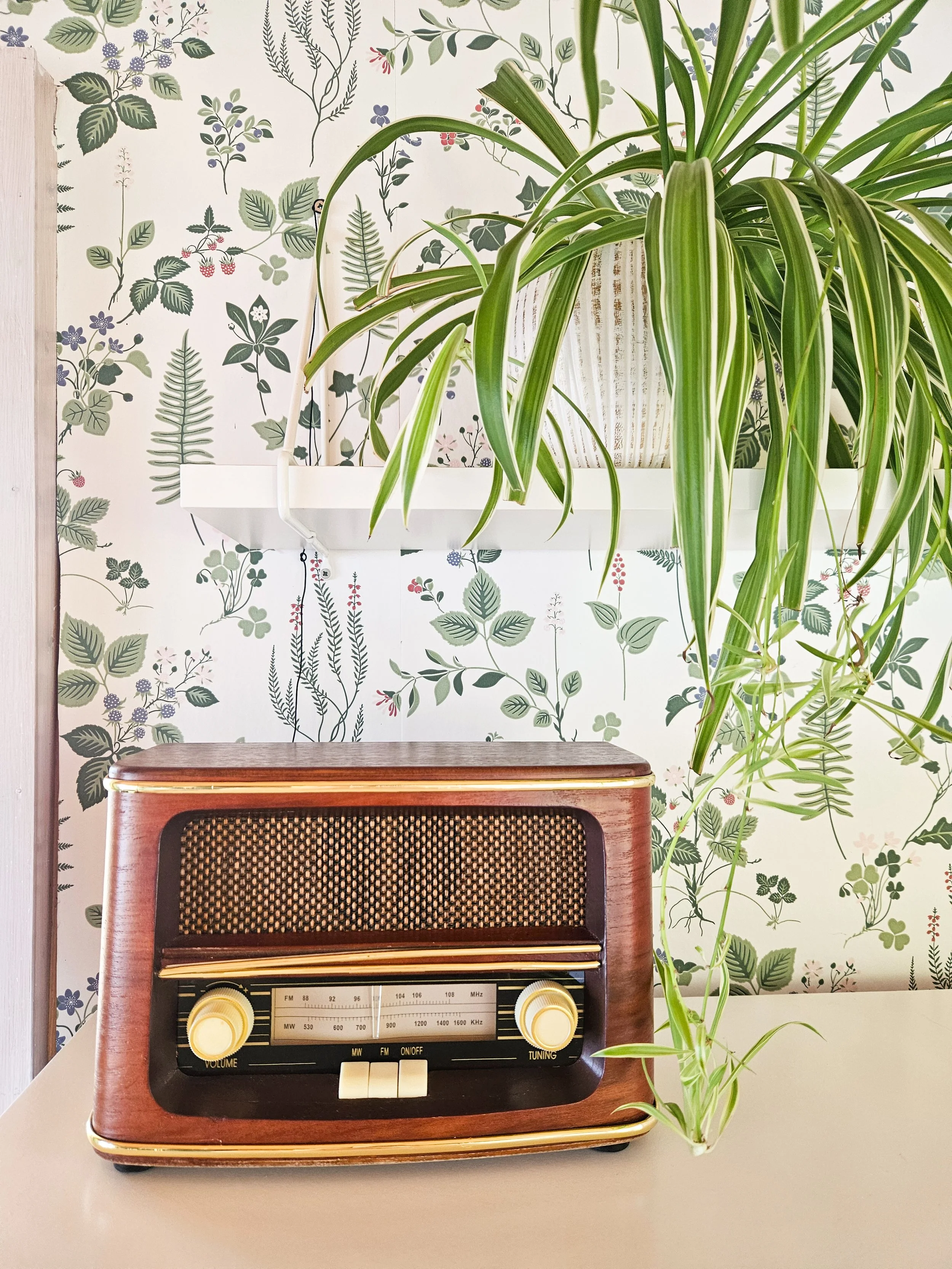 Vanha radio, seinähylly, viherkasvi.