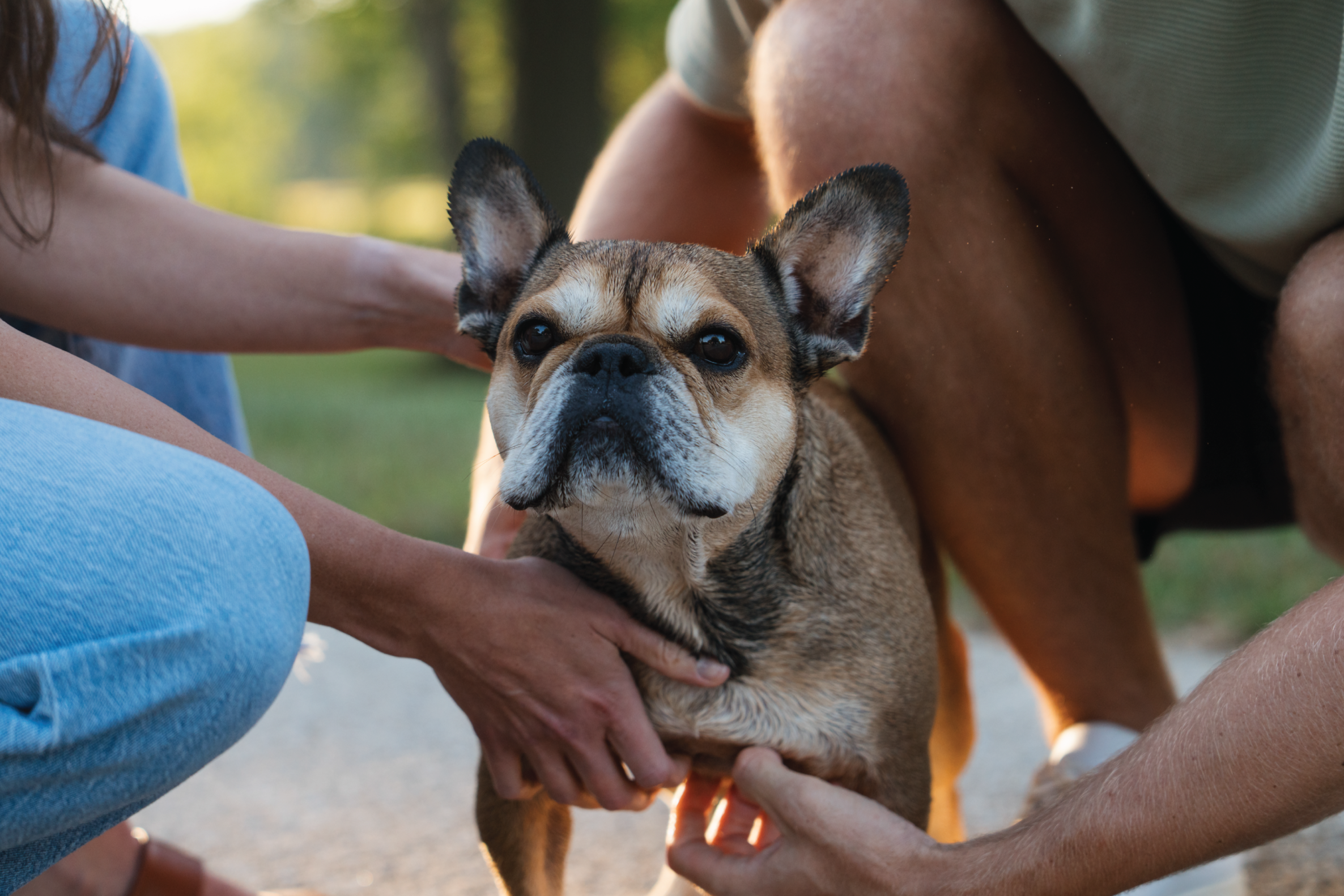 Fetch-Commercial-Pet-Photography-Michigan.png
