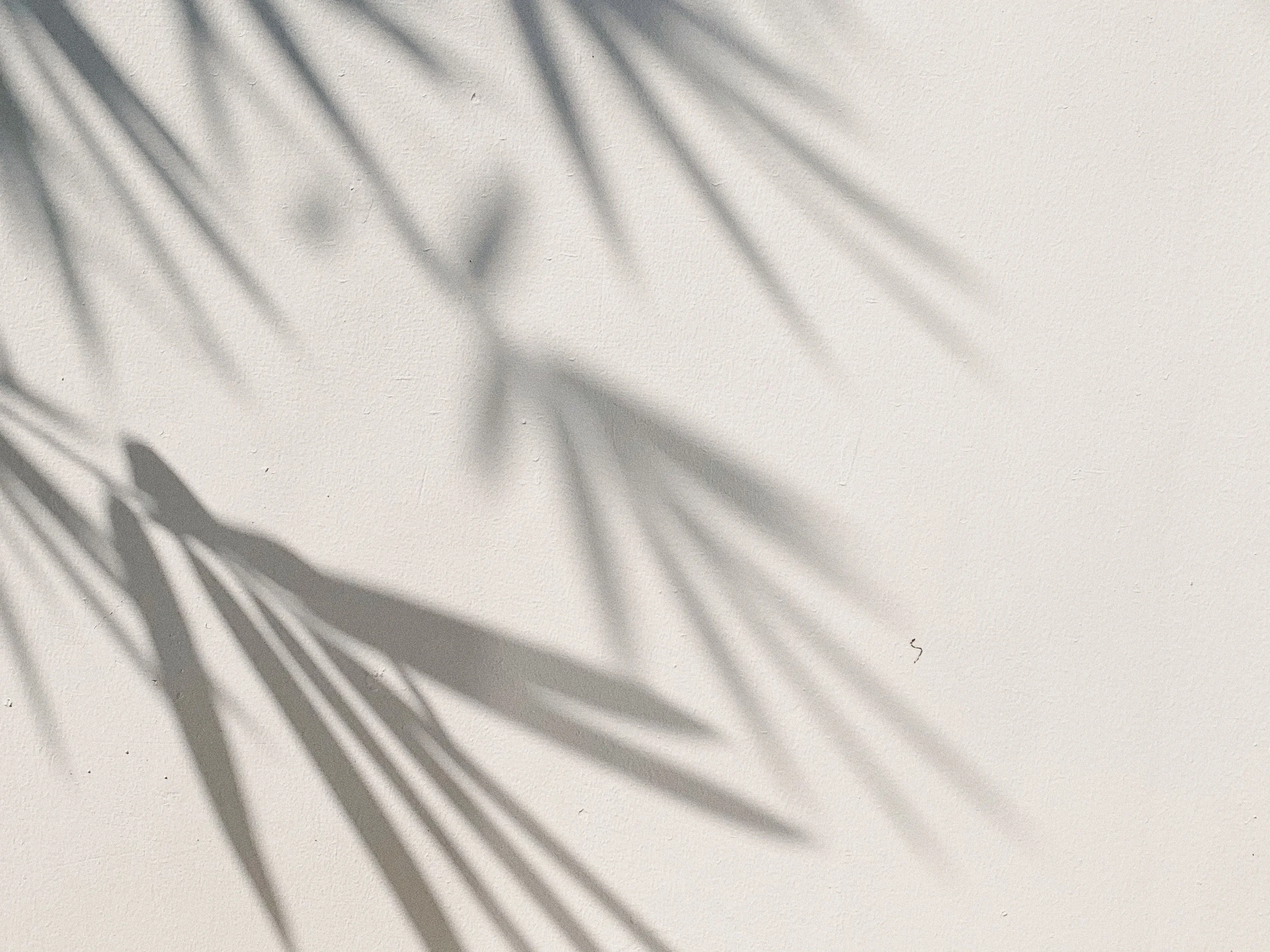 Shadow of a palm leaf cast on a white wall or ceiling.