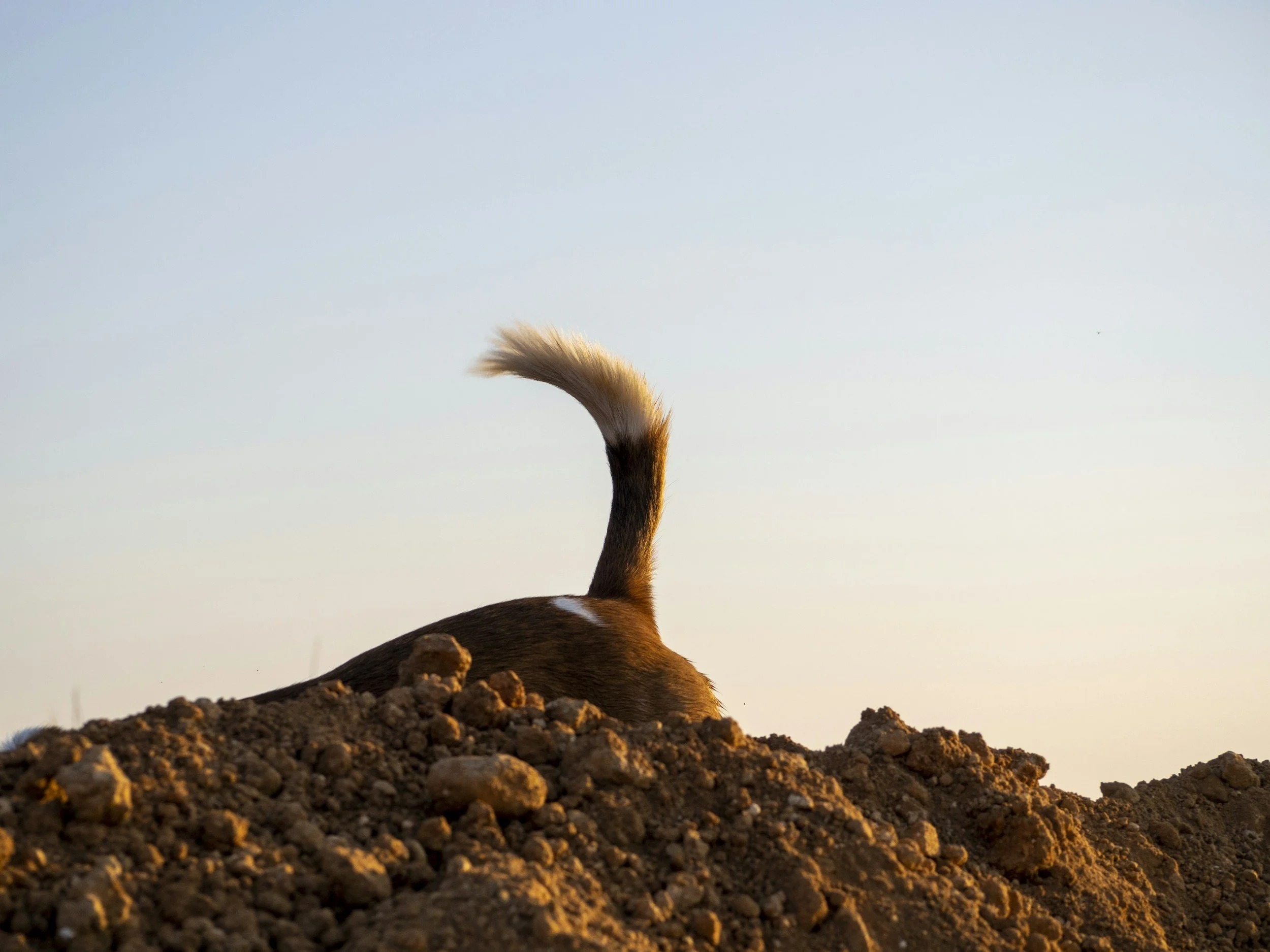 A dog with a fluffy tail and brown fur lying down on a mound of dirt, with a clear sky in the background.