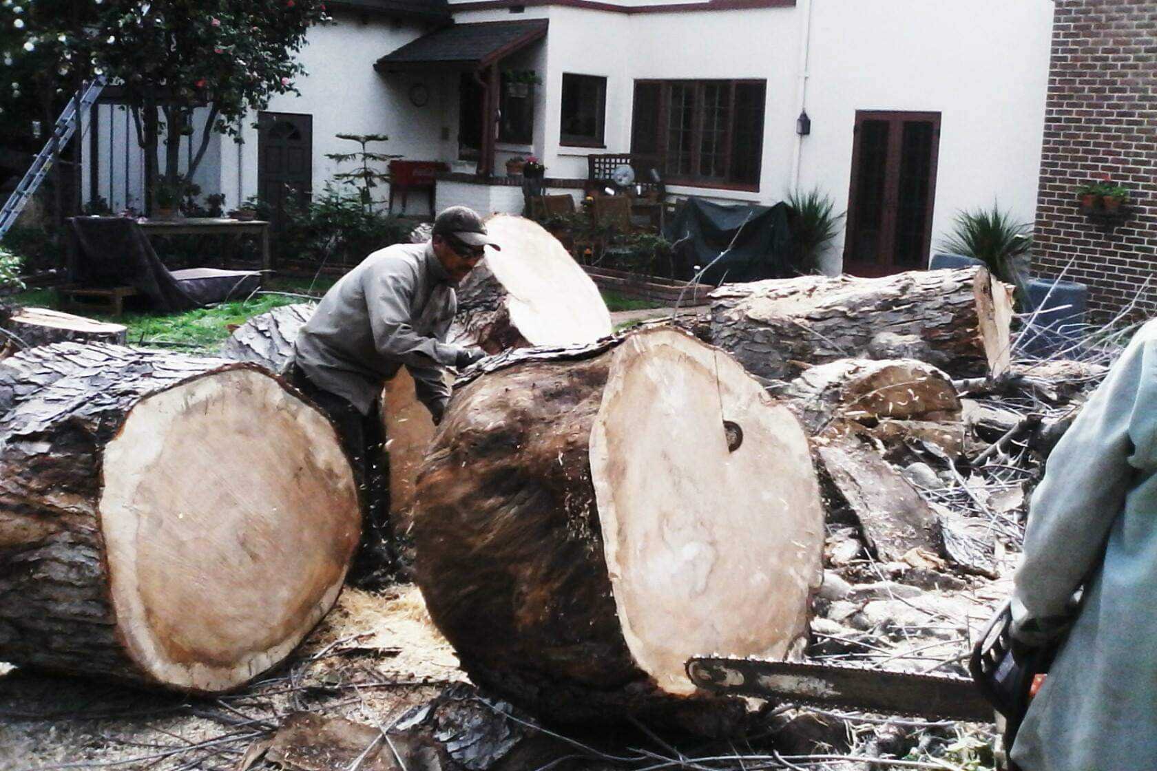 silver maple 5.jpg