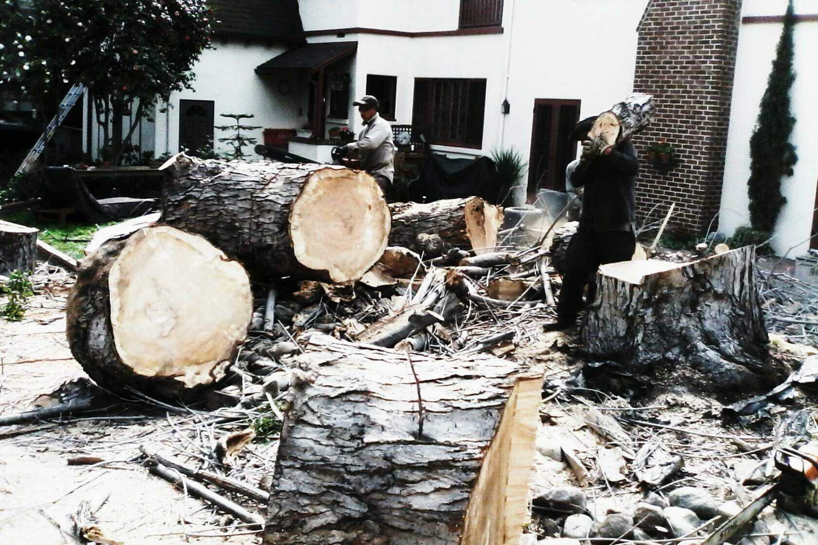 silver maple 3.jpg