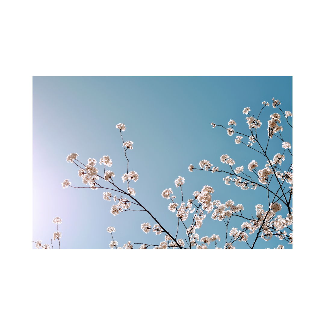 Blooming branches with small white flowers against a clear blue sky