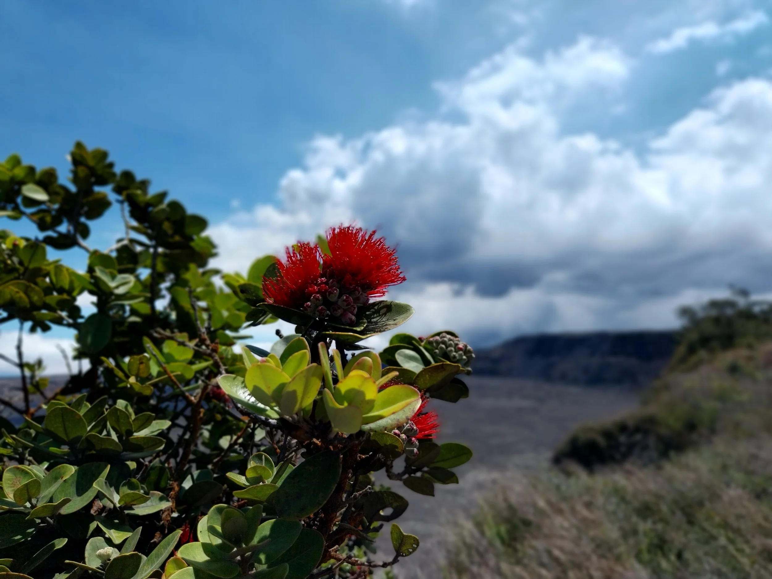 Red flower with fluffy petals on a bush, under a cloudy blue sky with some clouds and distant mountains. Volcano Park  hawaii