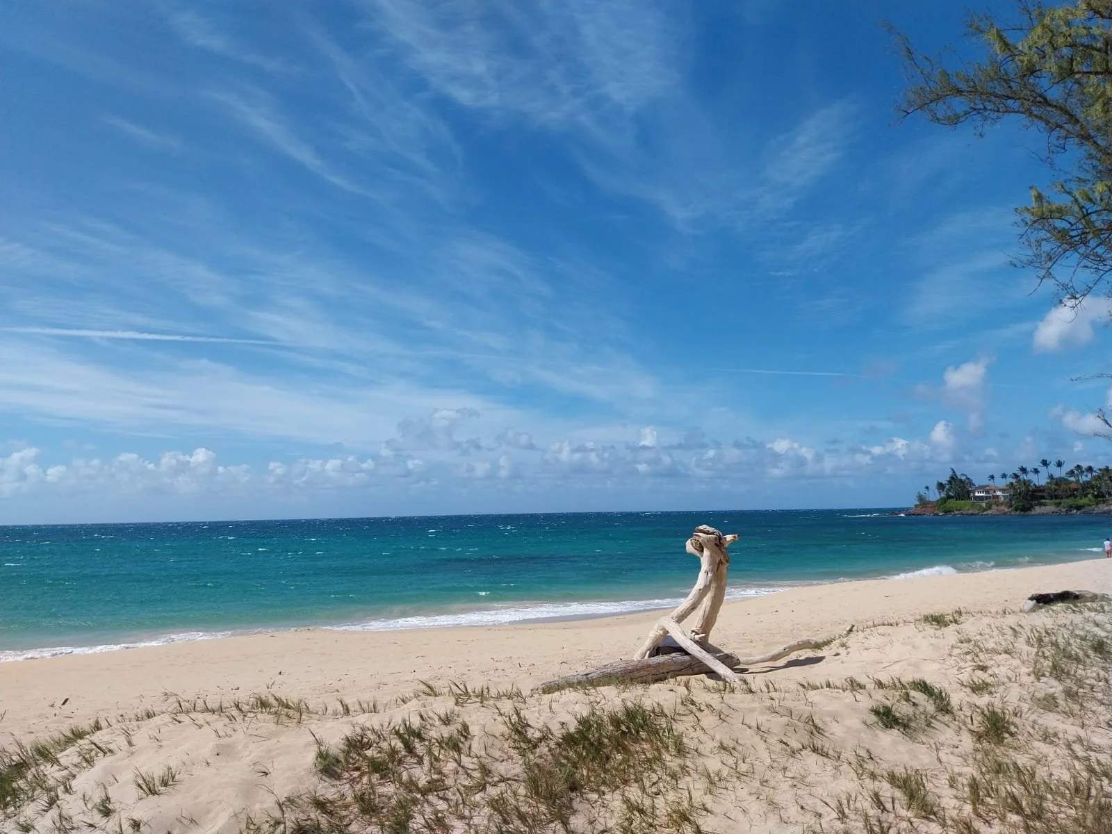 Hawaiian Beach with sandy shoreline, driftwood, blue ocean, partly cloudy sky, and trees on right side in the distance.